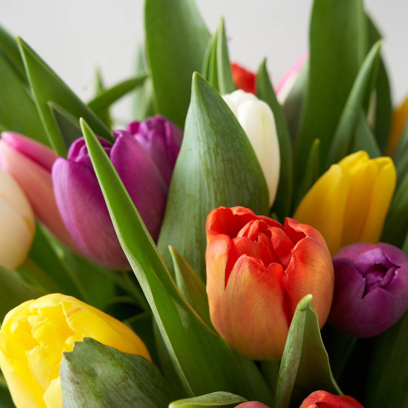 Close up of orange, yellow, purple and white tulips