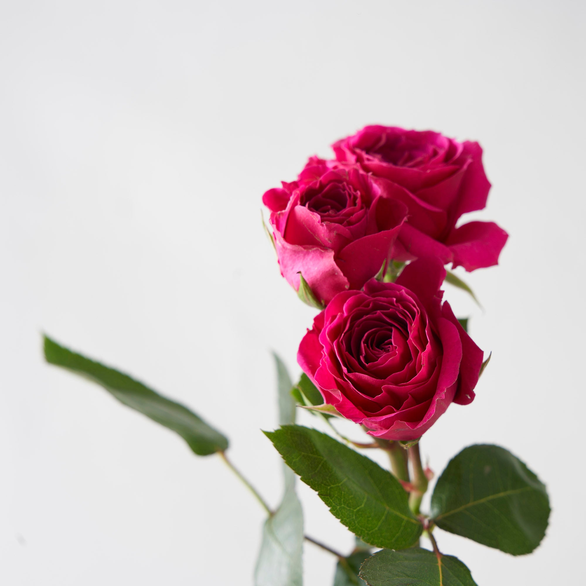 Fuchsia Spray Roses