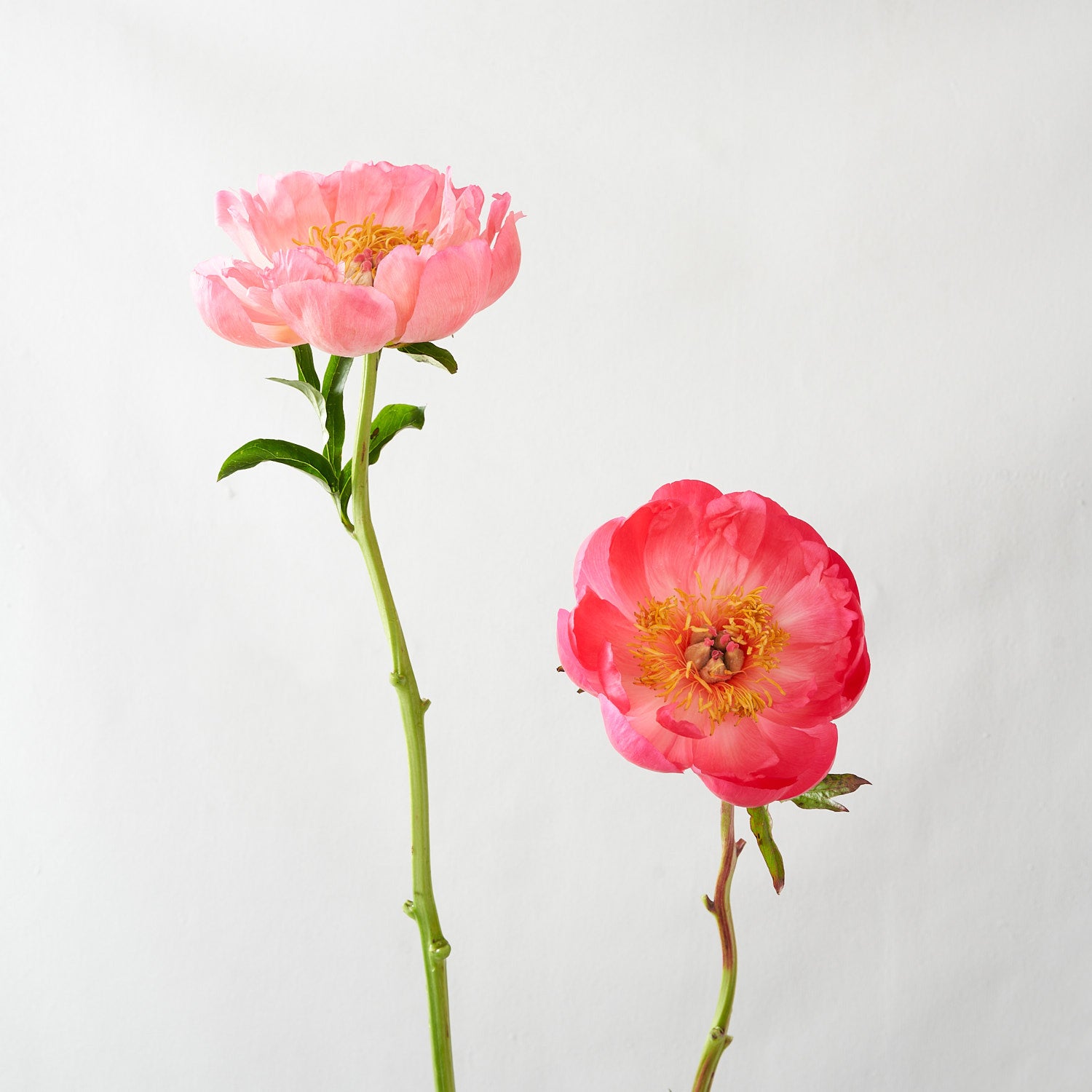 Pale coral peony and dark coral peony with stem