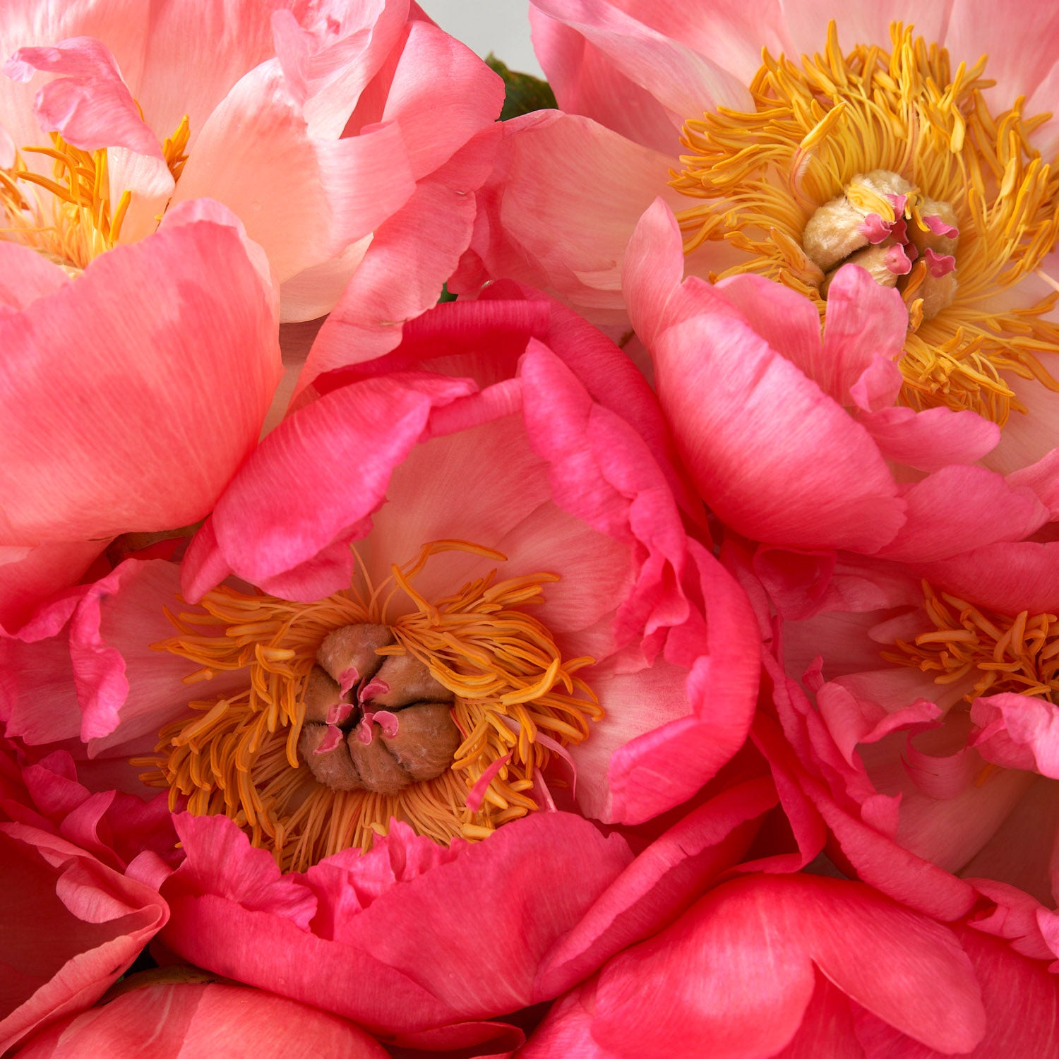 Coral sunset peony close up