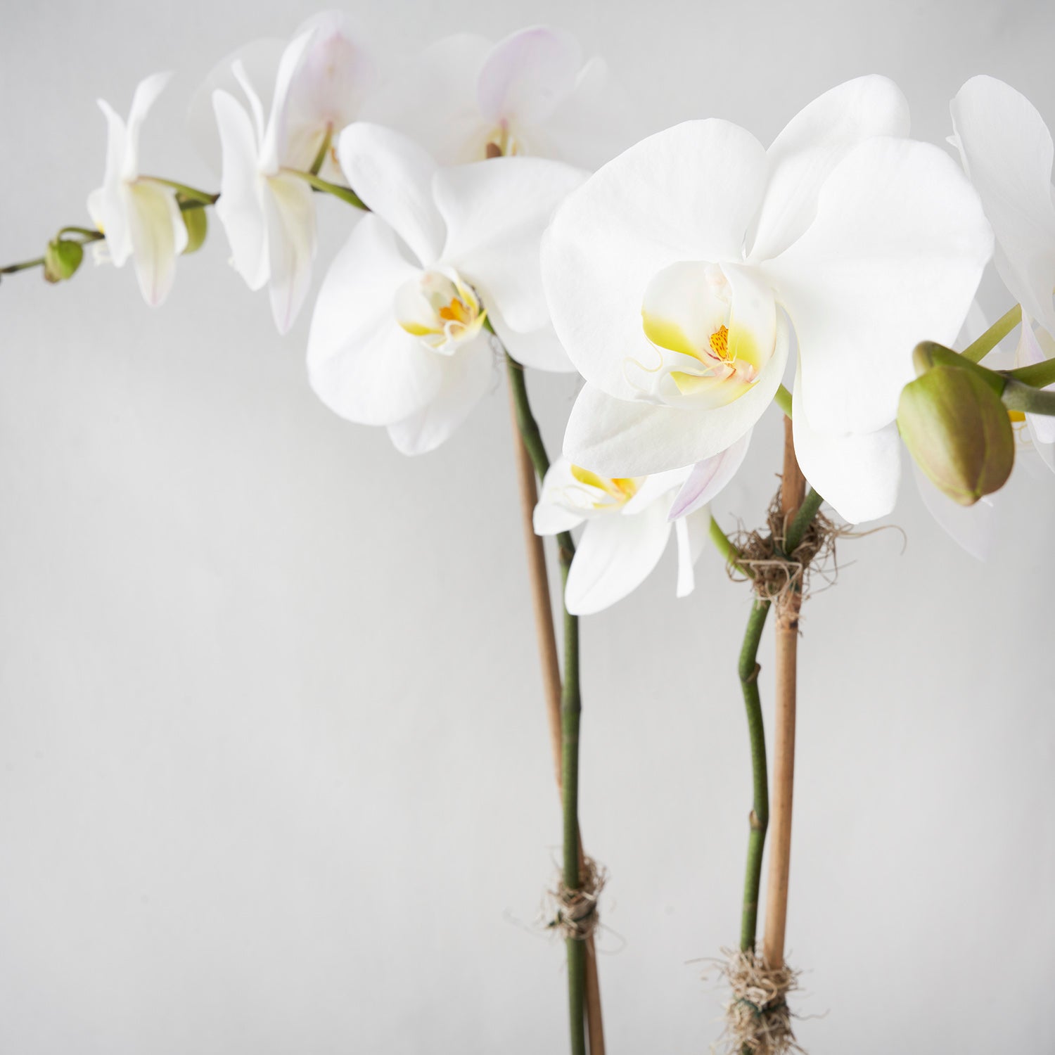 Closeup of two stems of white phalaenopsis orchid flowerson white bacground.