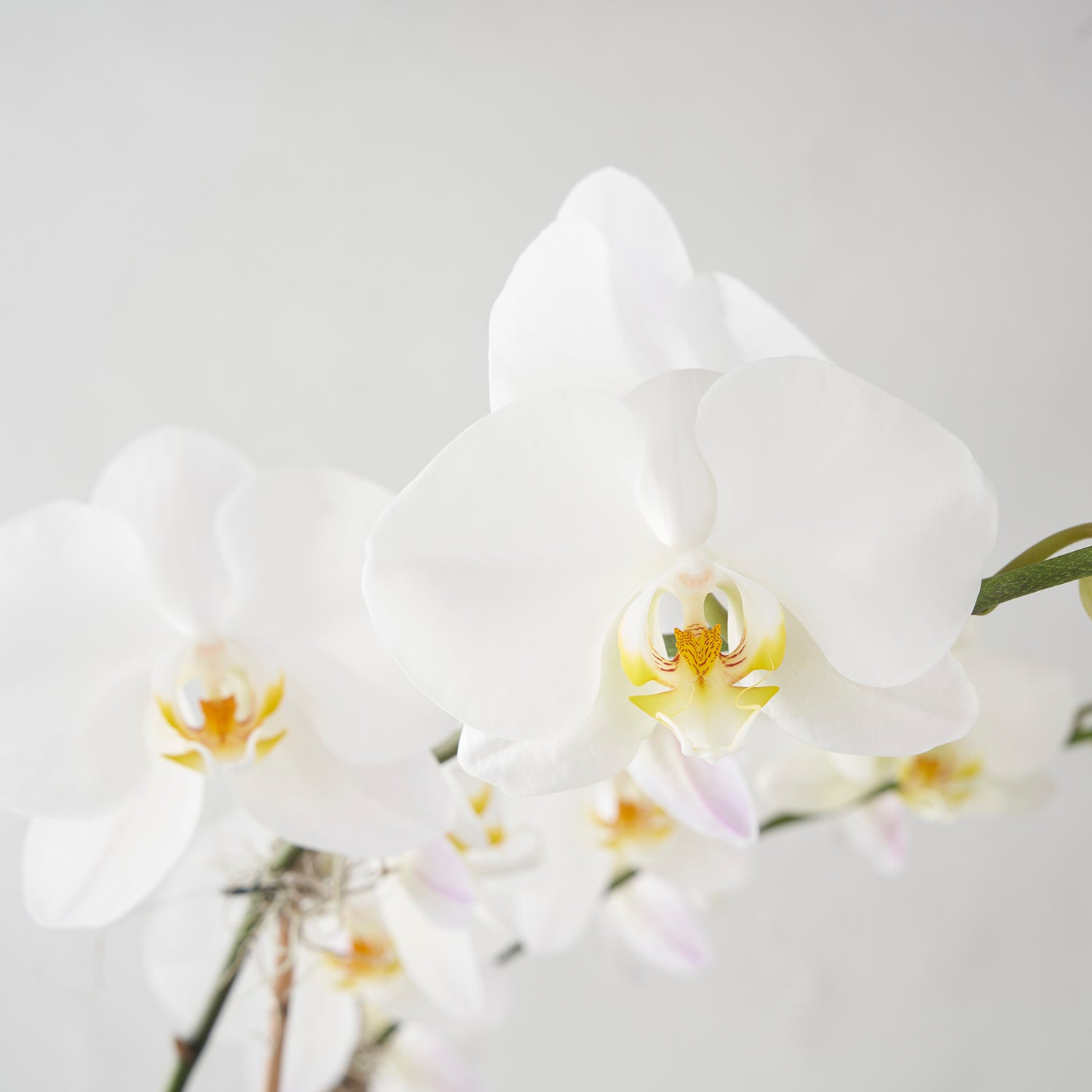 Slightly blurry image of white phalaenopsis orchid flowers on white background.