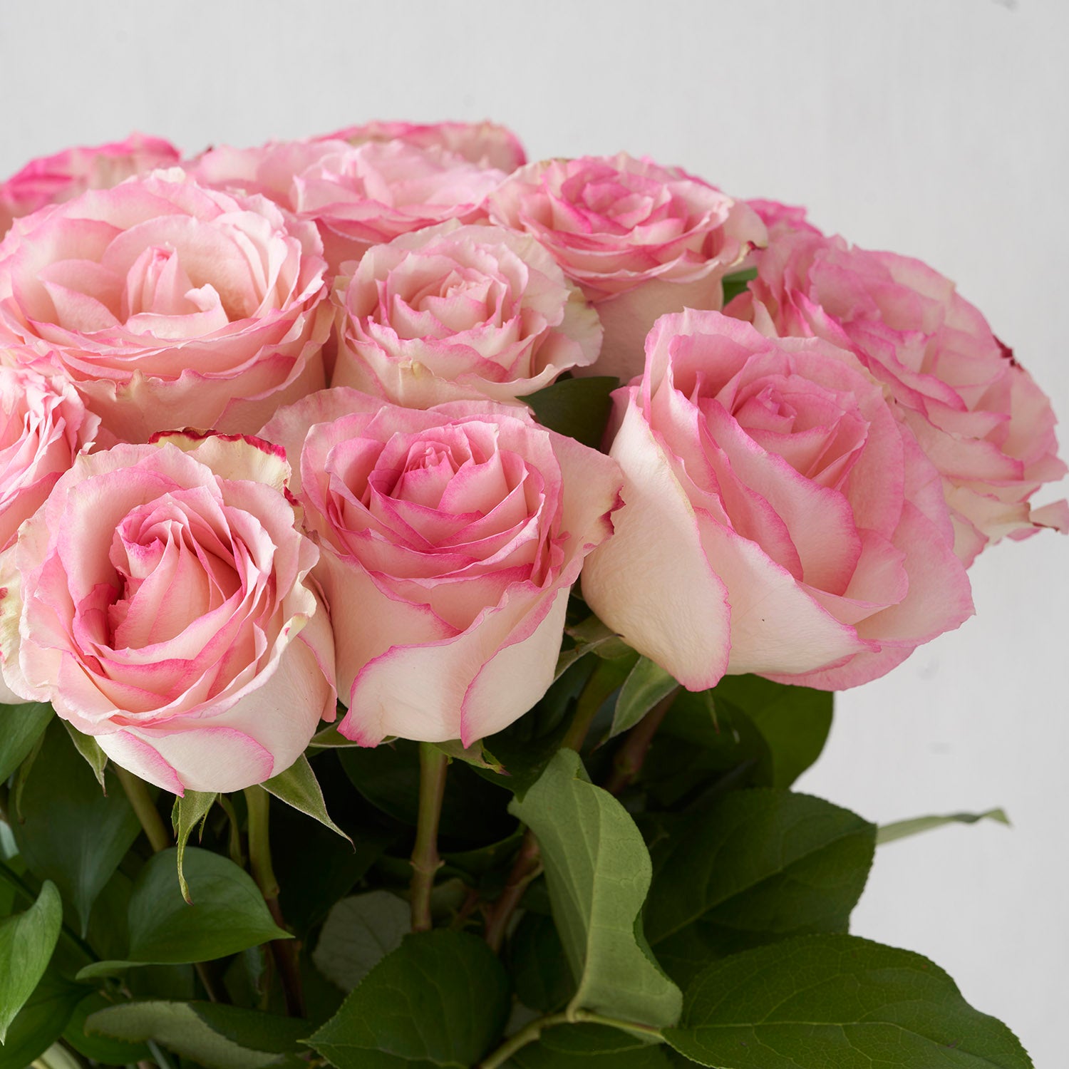 Closeup of pink tipped Esperance roses.