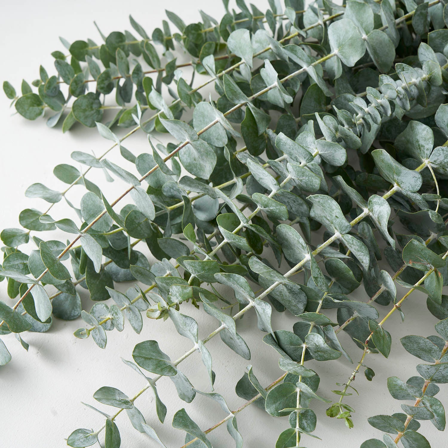 Closeup of large bunch of True Blue eucalyptus.