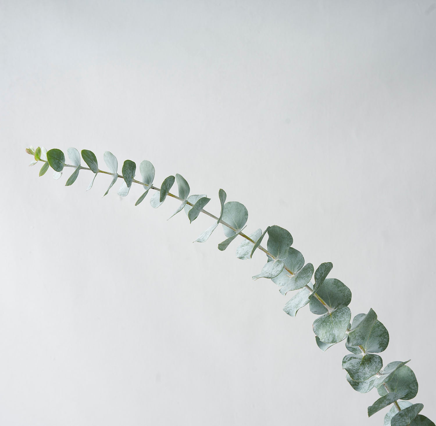 One stem of eucalyptus on white backgrond.