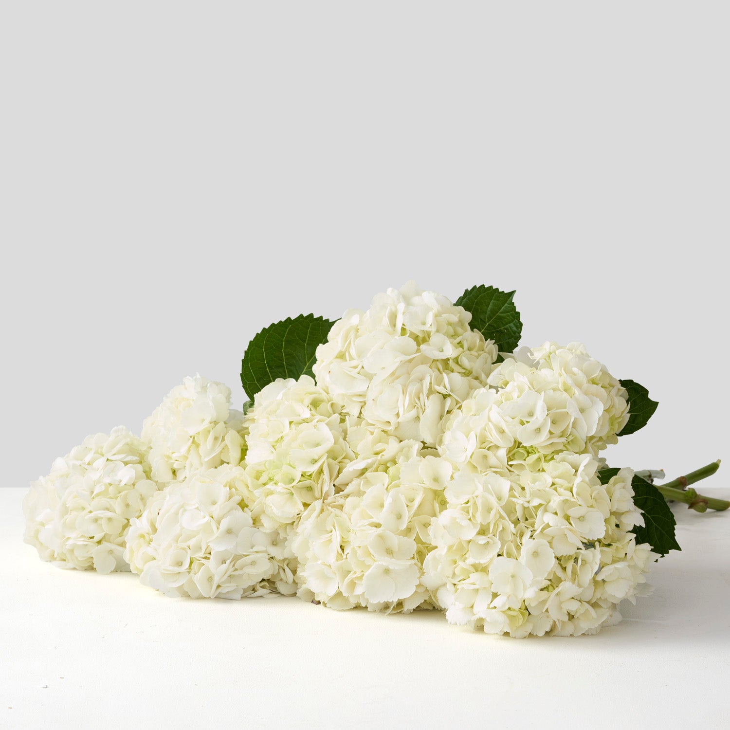Large bouquet of white hydrangea on white background.