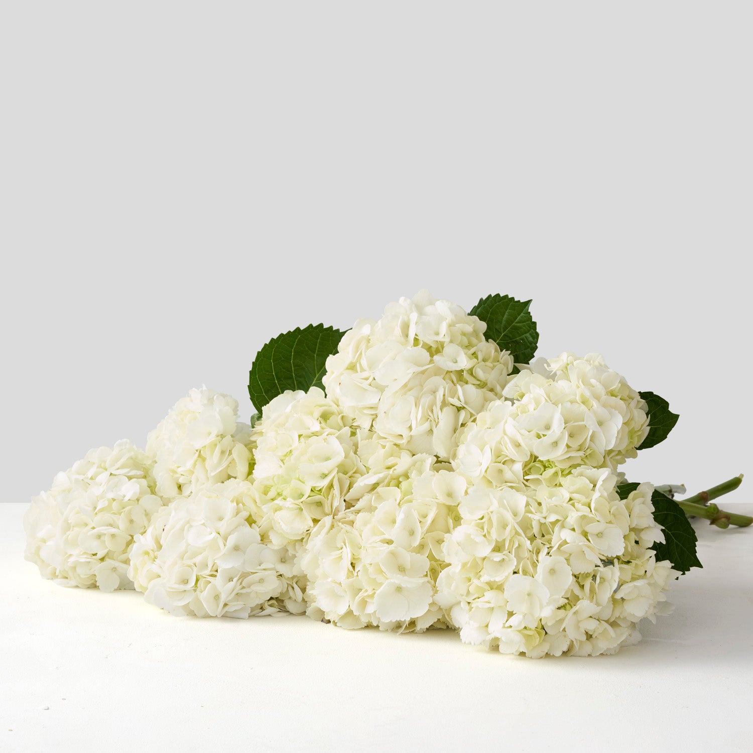 Hortensias Blancs