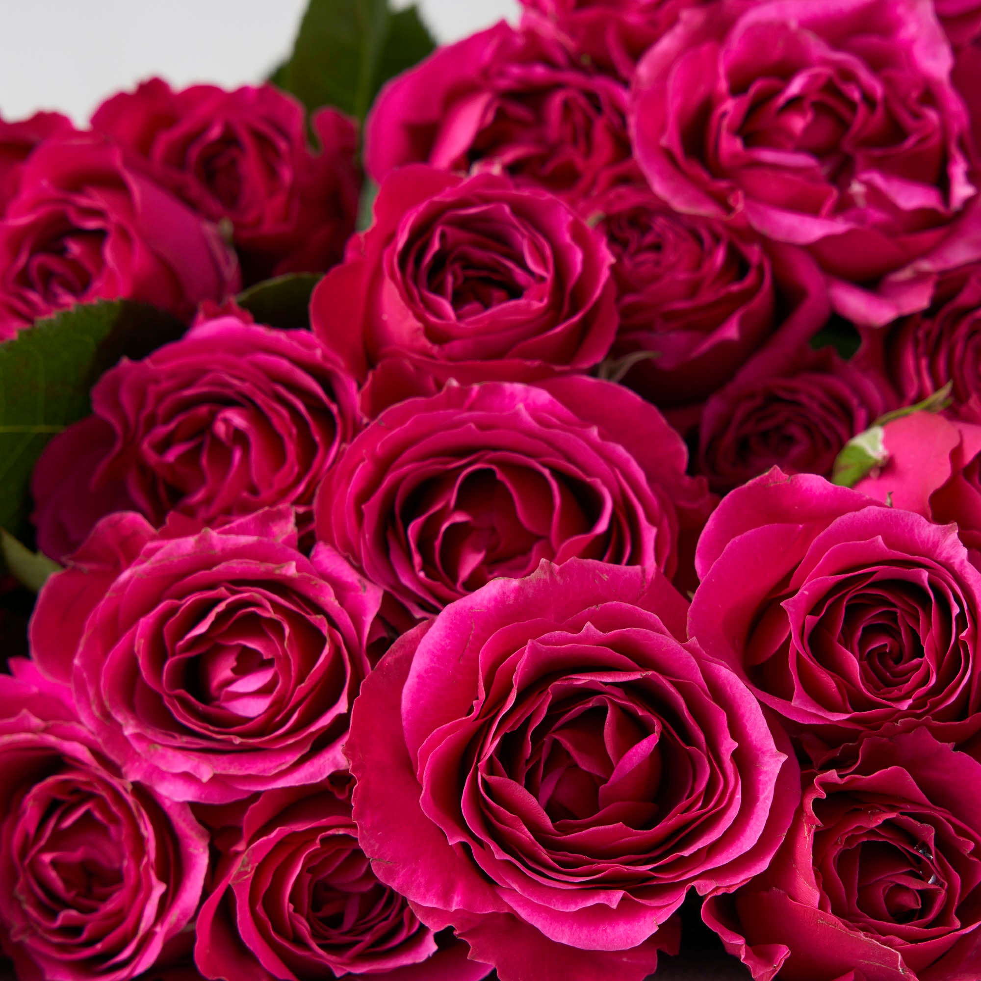 Fuchsia Spray Roses