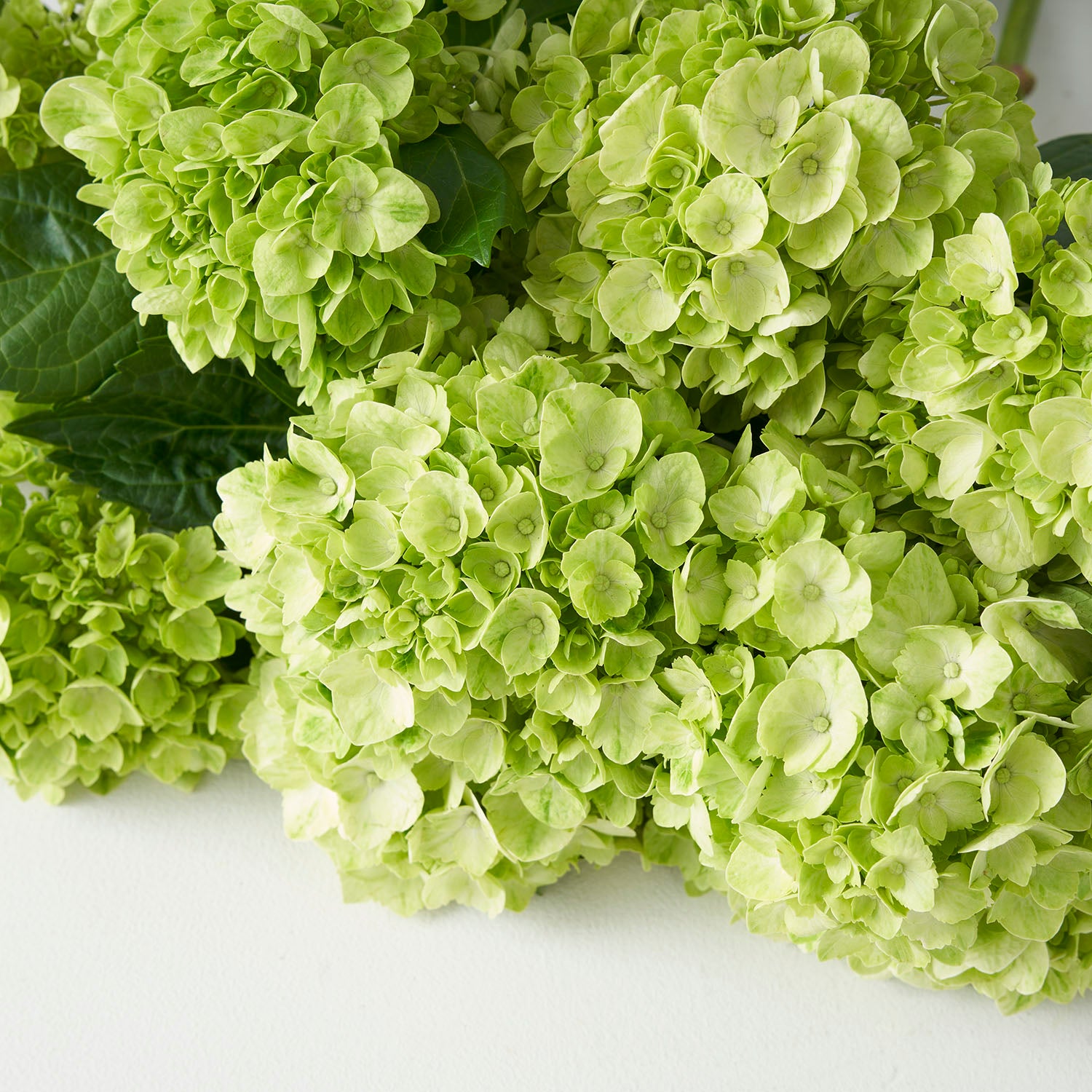 Close up on lime green hydrangea.
