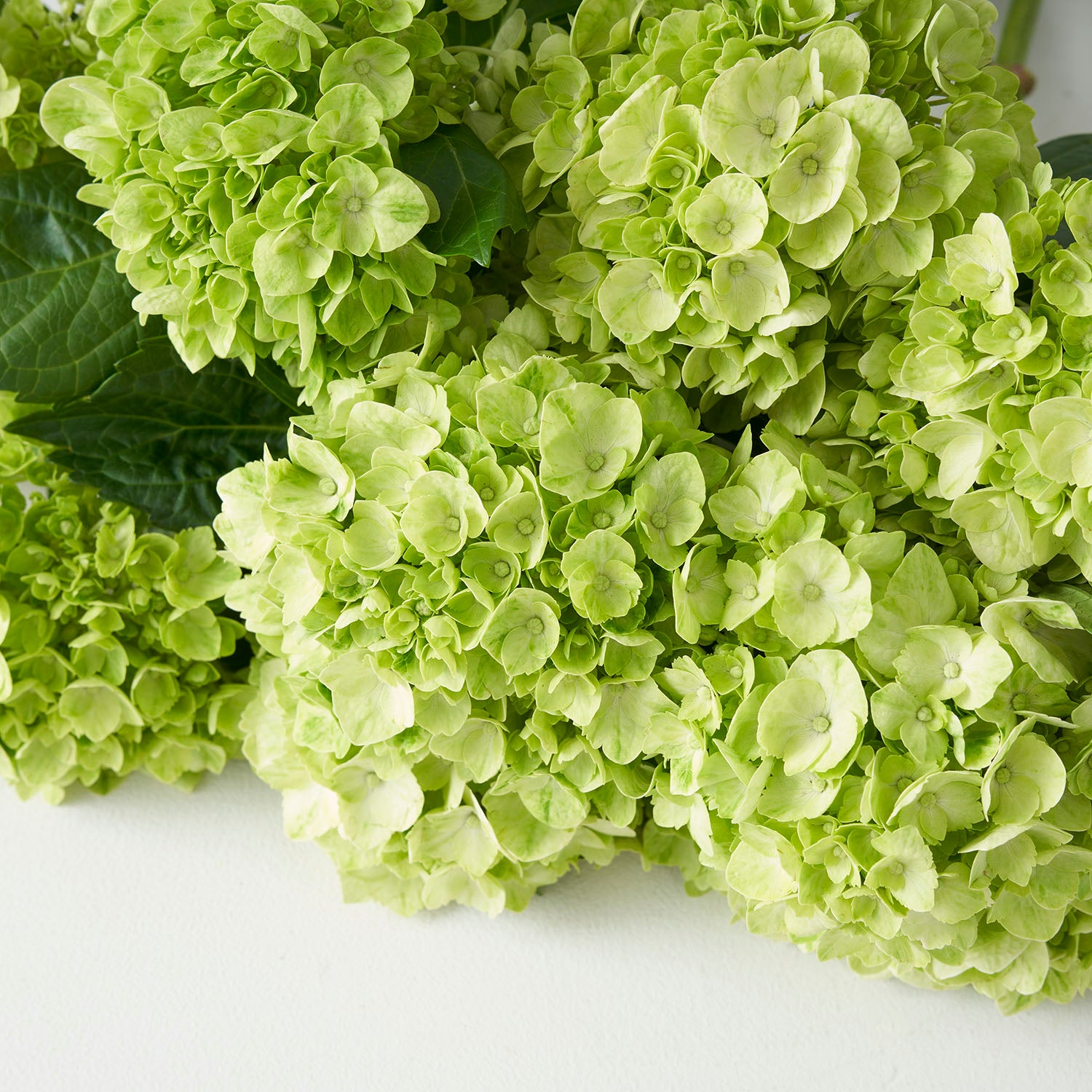 Mini Hortensia Vert