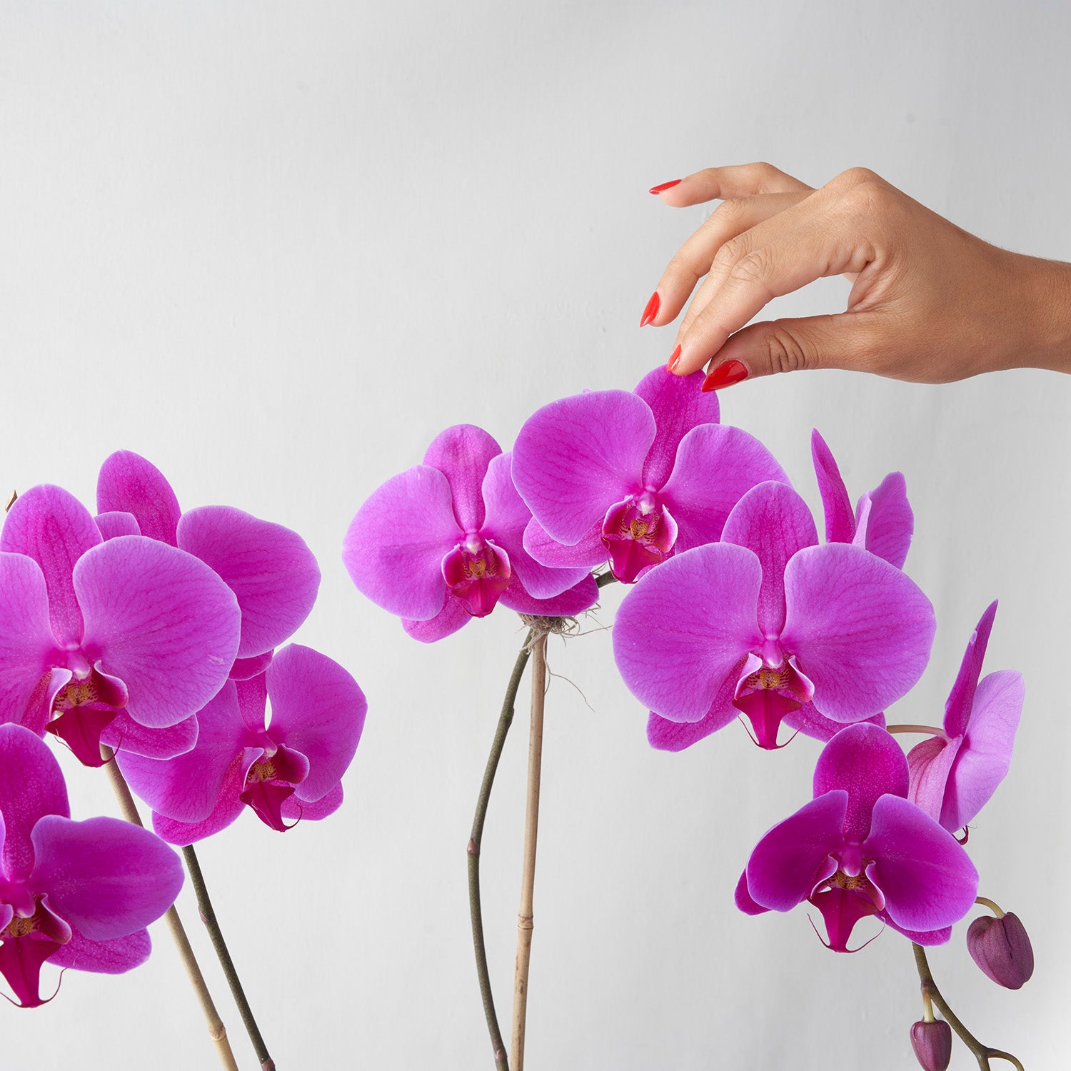 Hand with red nail polish touching Fuchsia pink phalaenopsis orchid flower on white background.