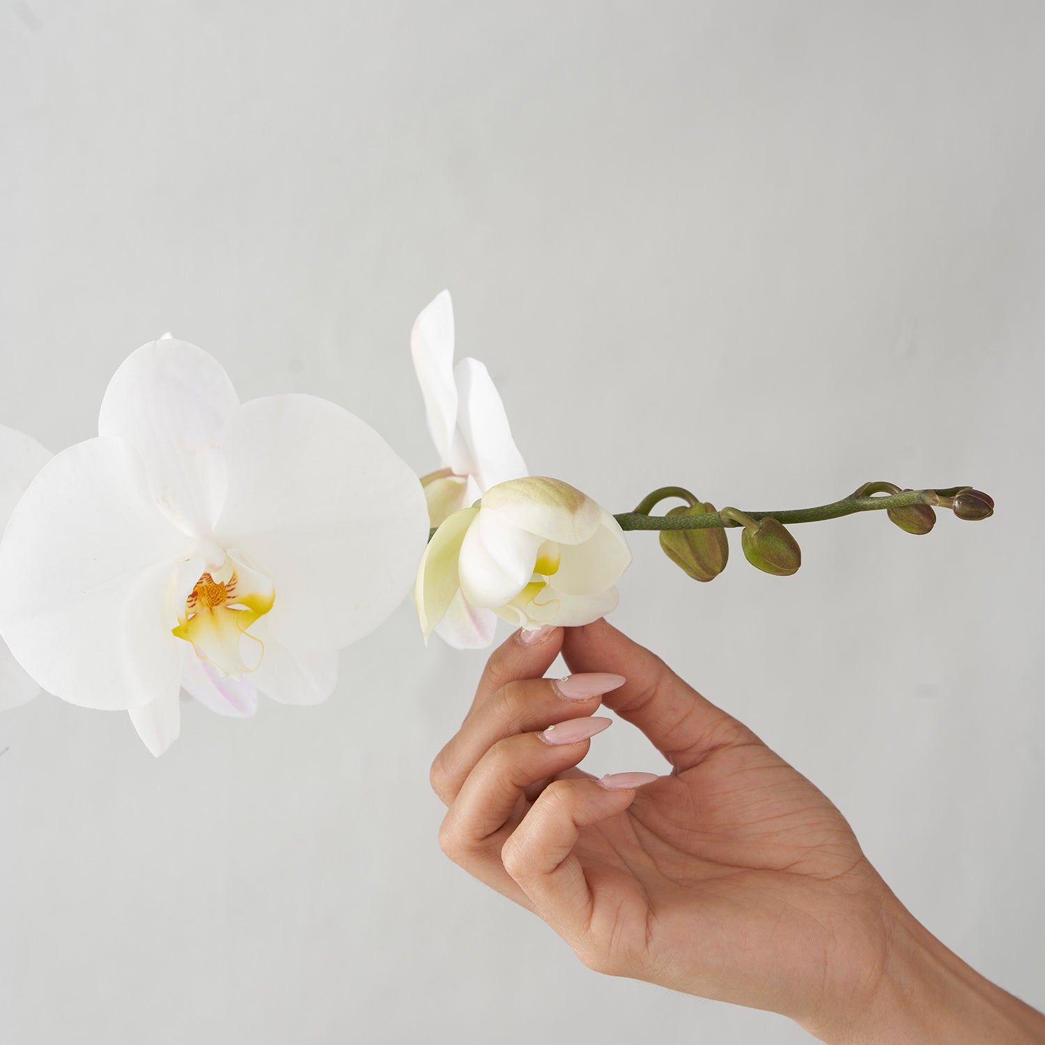 Hand with long fingernails touching white phalaenopsis bloom on white background.