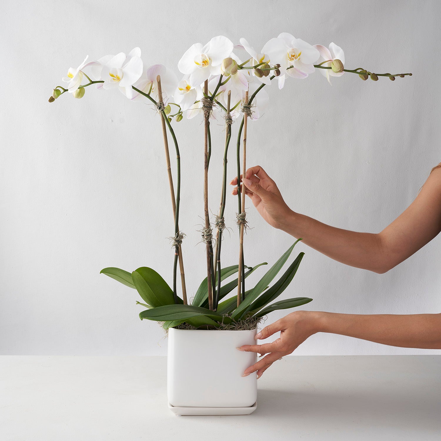 Two hands touching quare white ceramic pot containing white phalaenosis orchid plants with four flowering stems on white background
