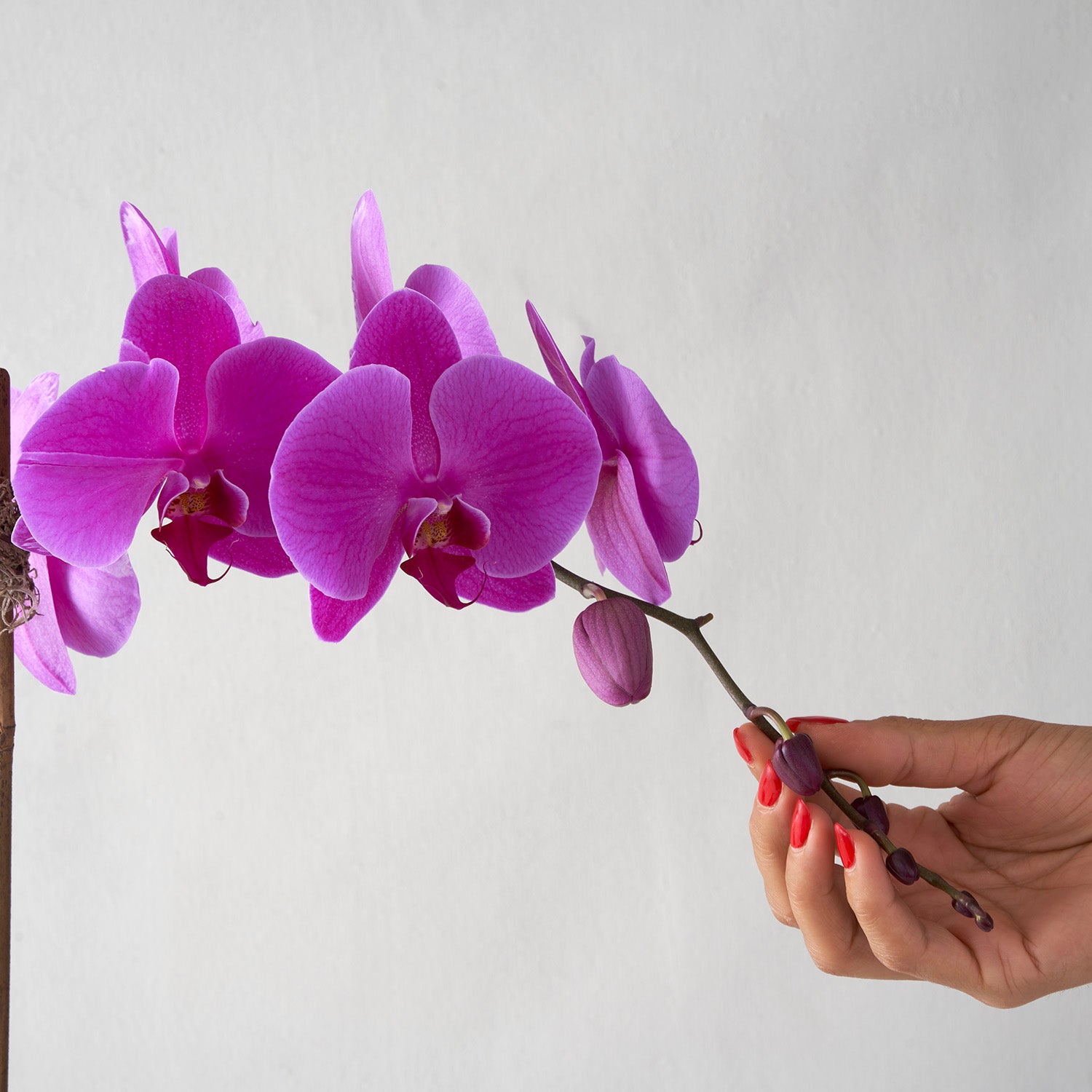 Hand with red nail polish touching uchsia pink phalaenopsis orchid stem on white background.
