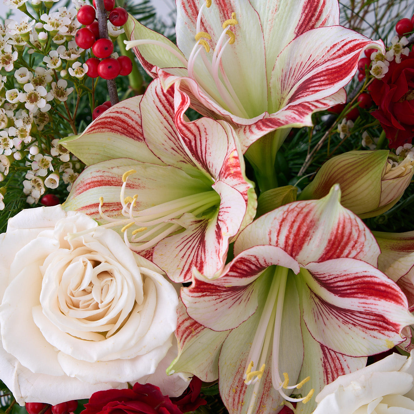 Christmas flower arrangement with candy cane amaryllis, white roses, lianthus, red winter berries with boxwood and other winter greens in a red ceramic vase.