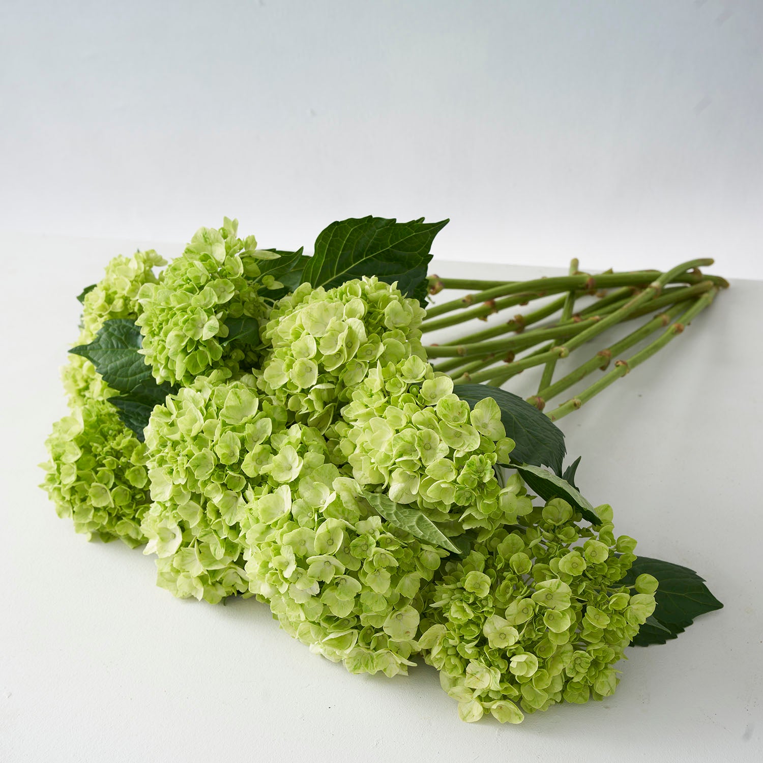 Large bouquet of bright green hydrange on white background.