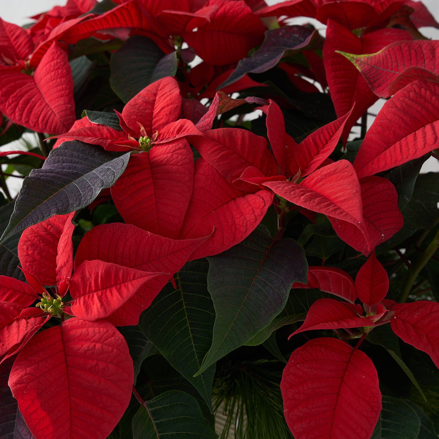 closeup of red poinsettia