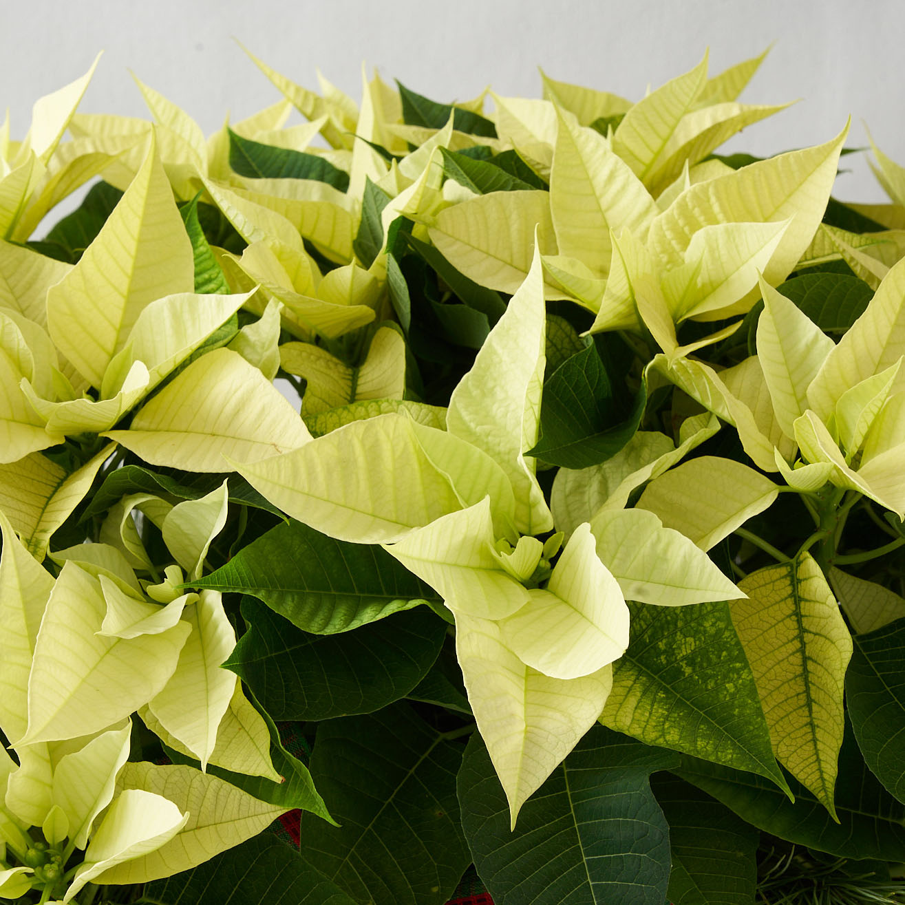 Closeup of white poinsettia,