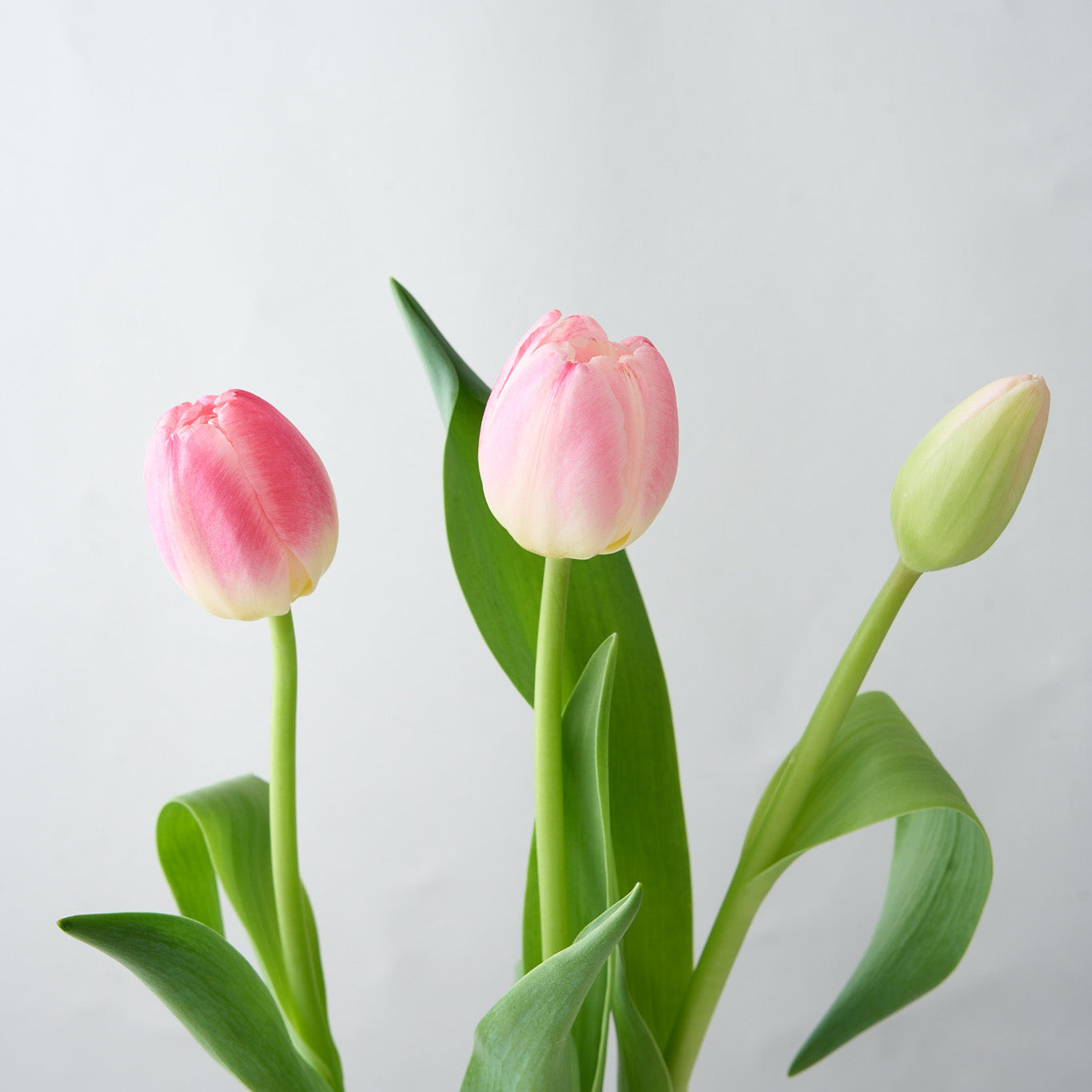 Pippa (Arranged Pink Tulips)