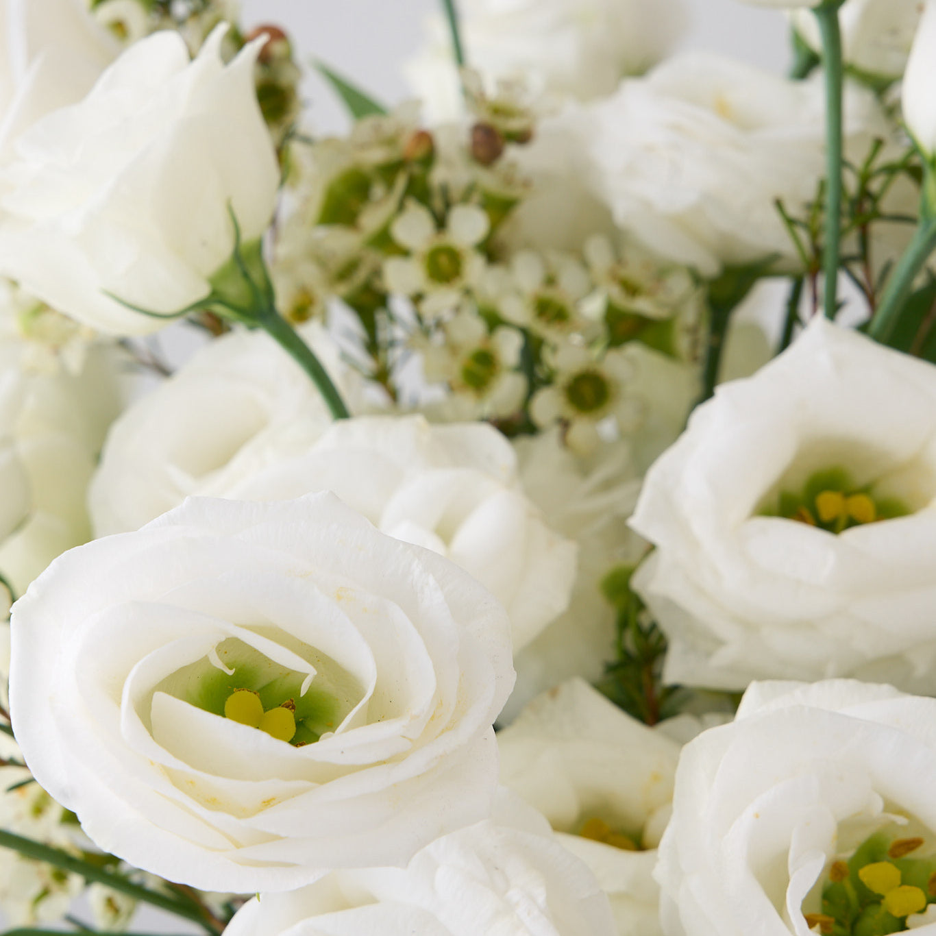 white lisianthus and wax flowers up close