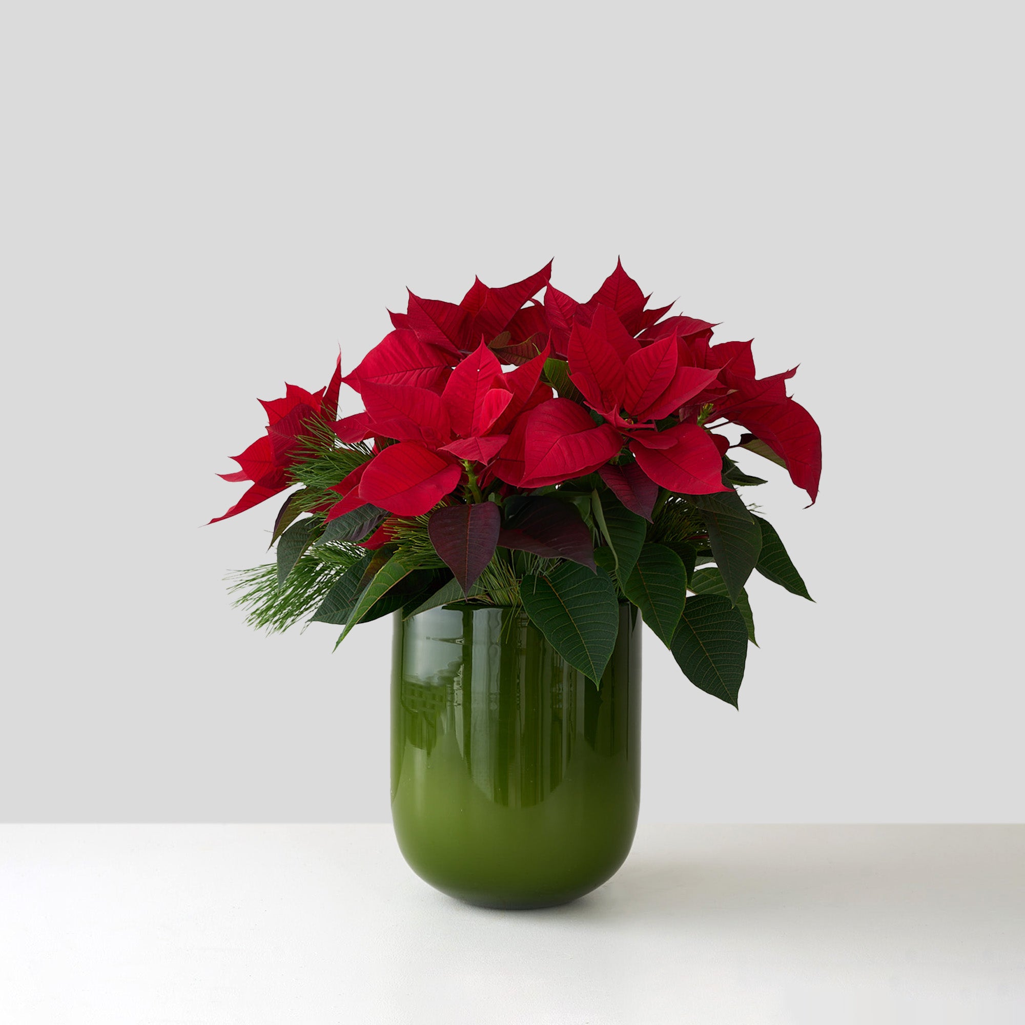 Red Poinsettia in Green Glass