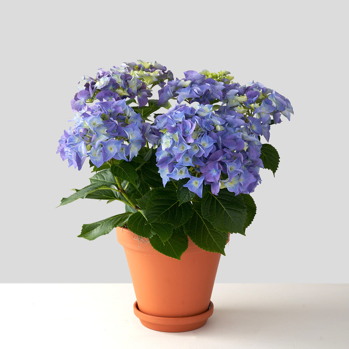 Hortensia bleu