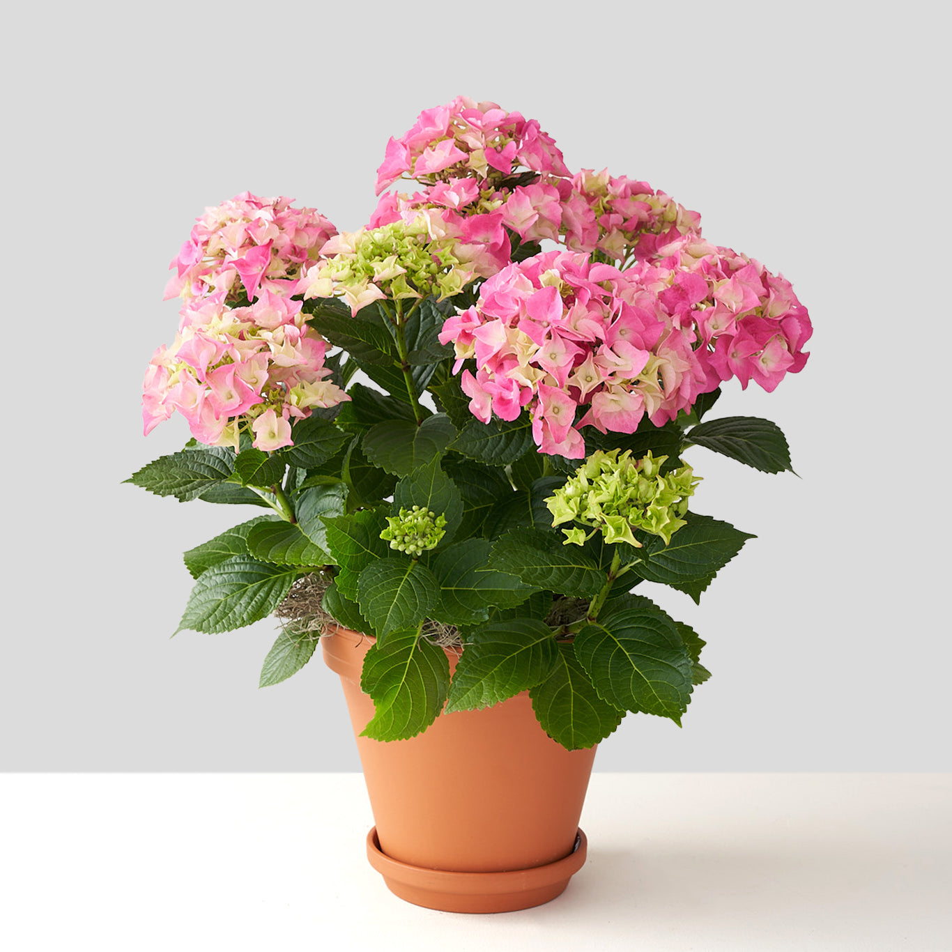 Pink hydrangea with some green in a terra cotta pot