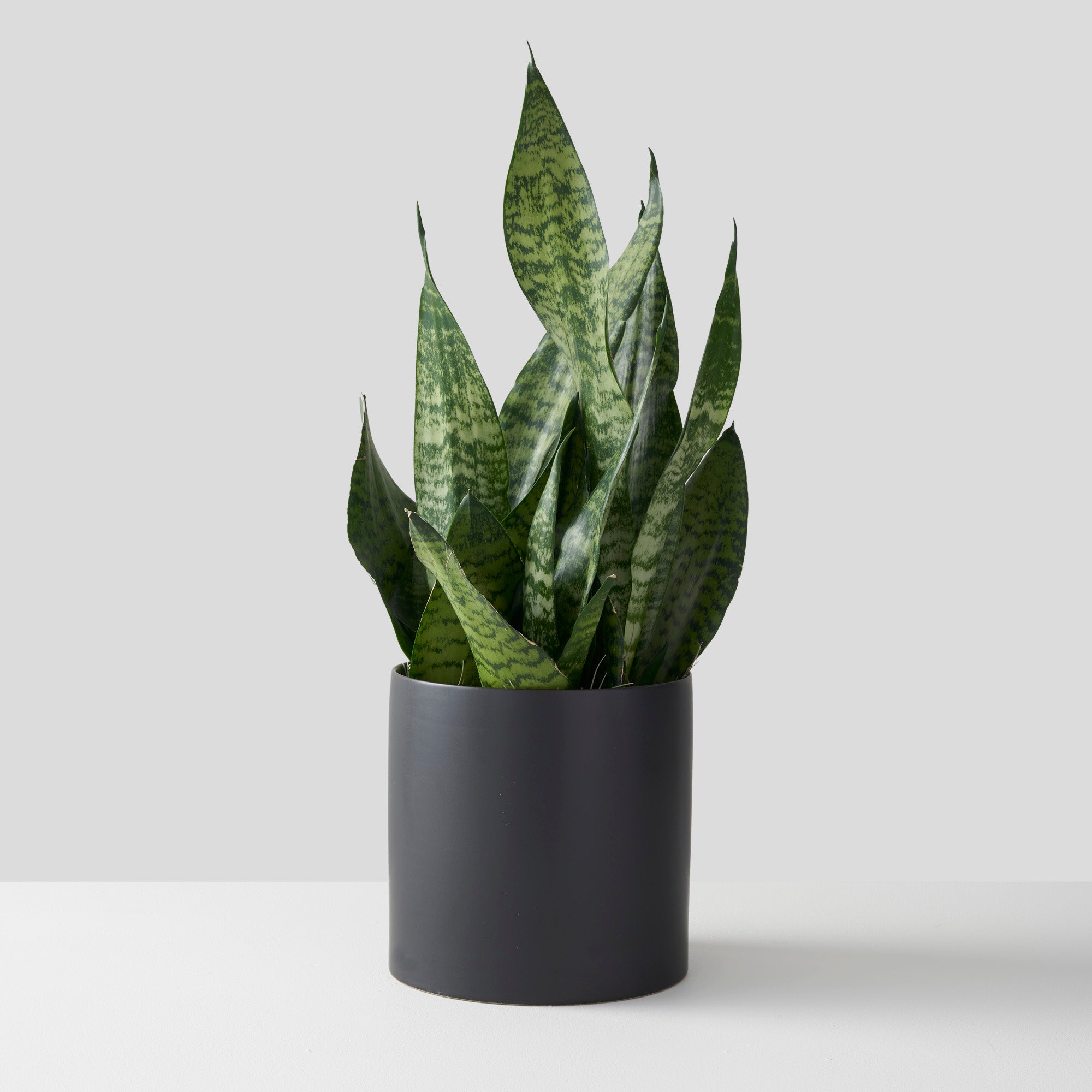 Snake plant in round, black, ceramic pot.