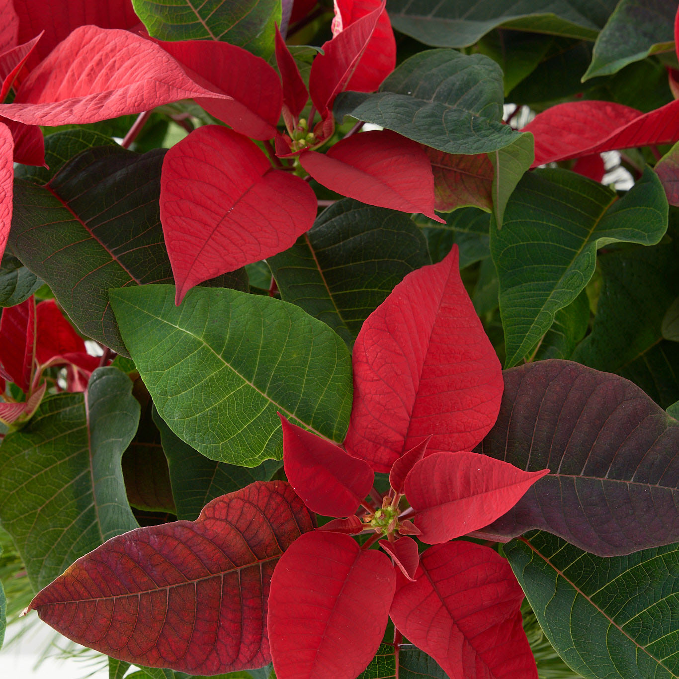 closeup of red poinsettia.