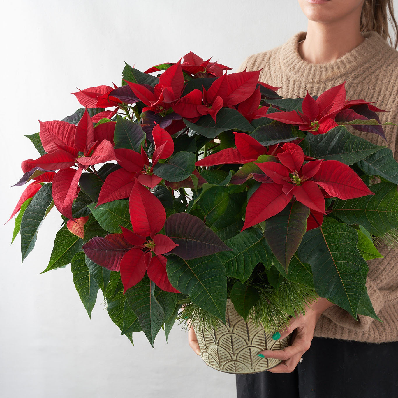 Woman holding red poinsettia in decorative pot with pine boughs in painted tin pot.