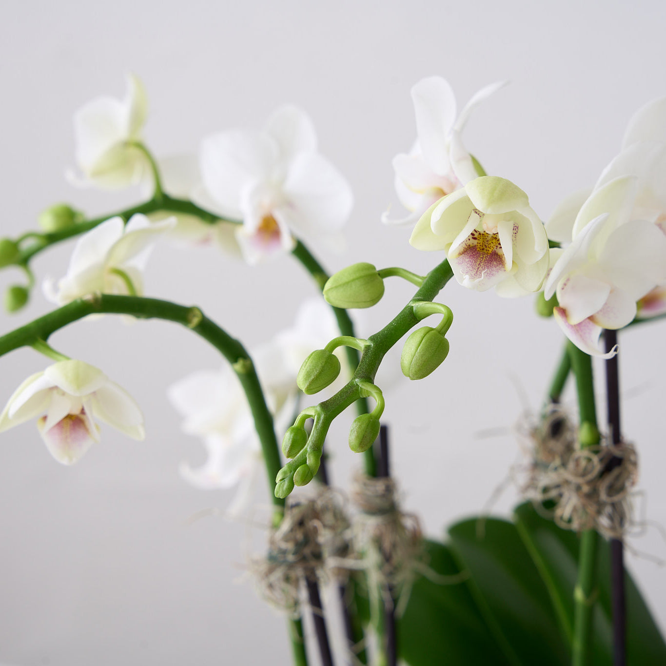 Mini White Orchids in Gold Tin