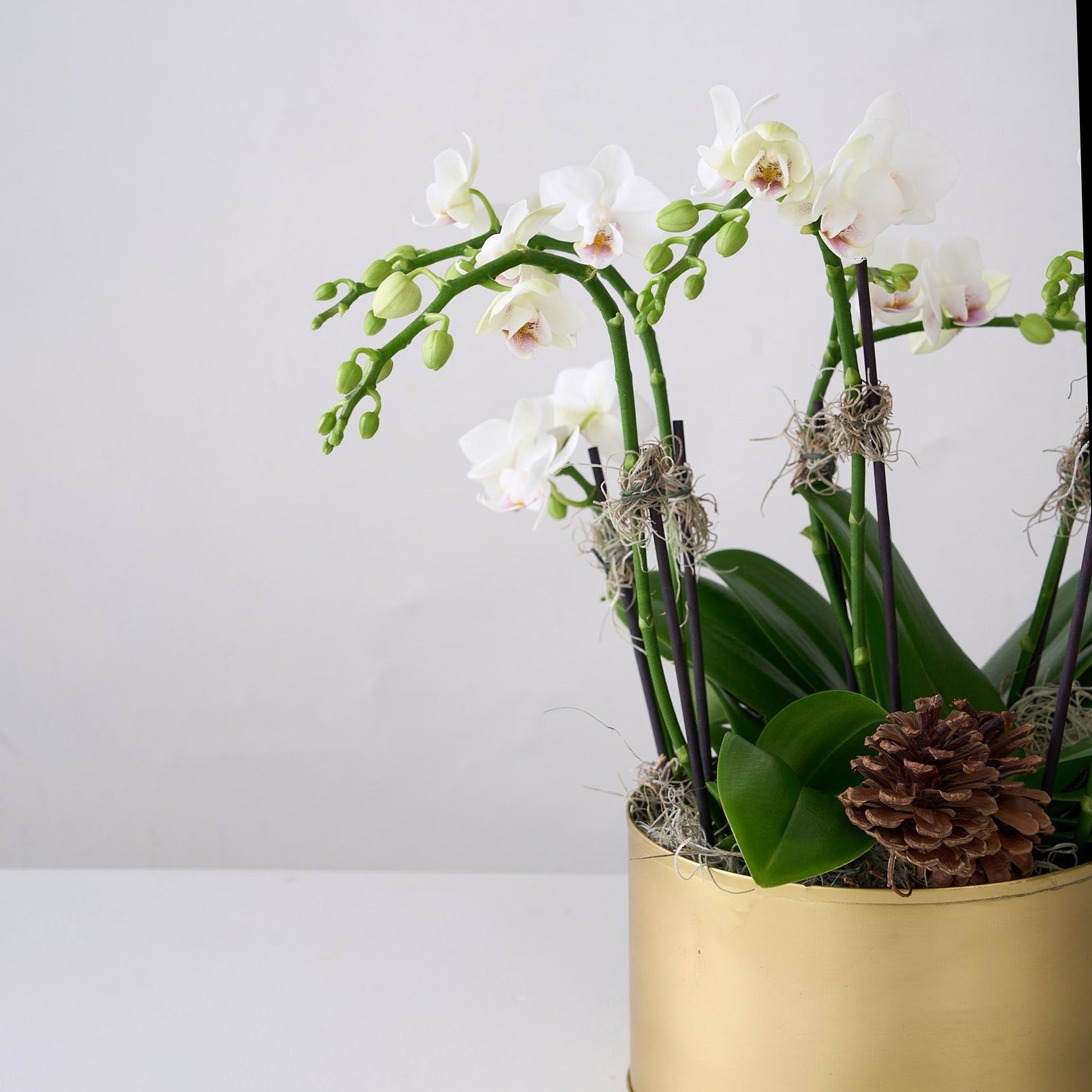 Mini White Orchids in Gold Tin