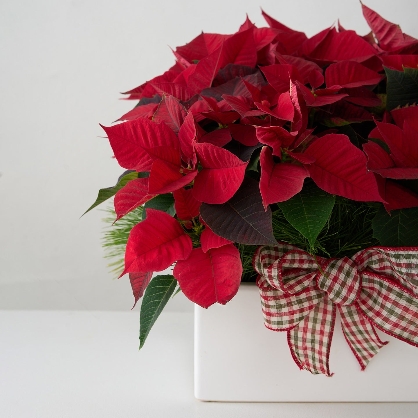 mini poinsettias with white pine branches and checkered bow in square white ceramic pot
