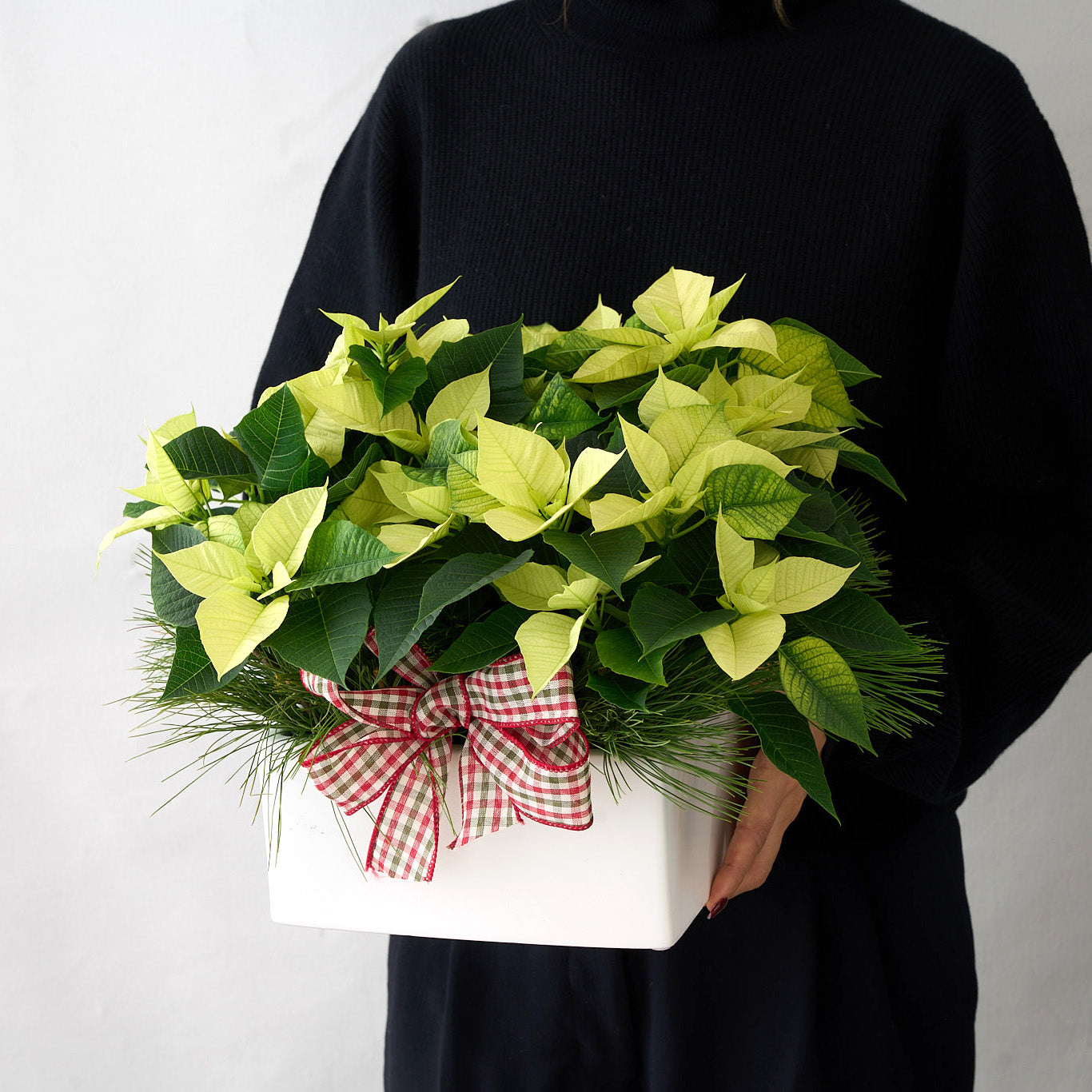 mini poinsettias with white pine branches and checkered bow in square white ceramic pot held by woman in black dress