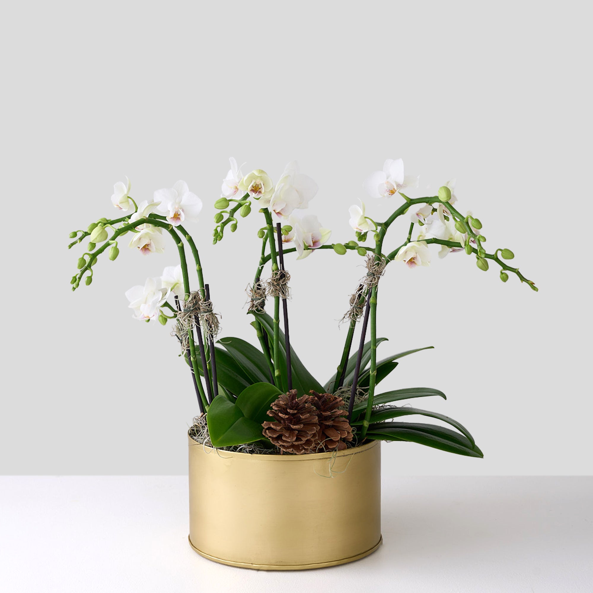 Mini white orchids in a gold pot with pine cones