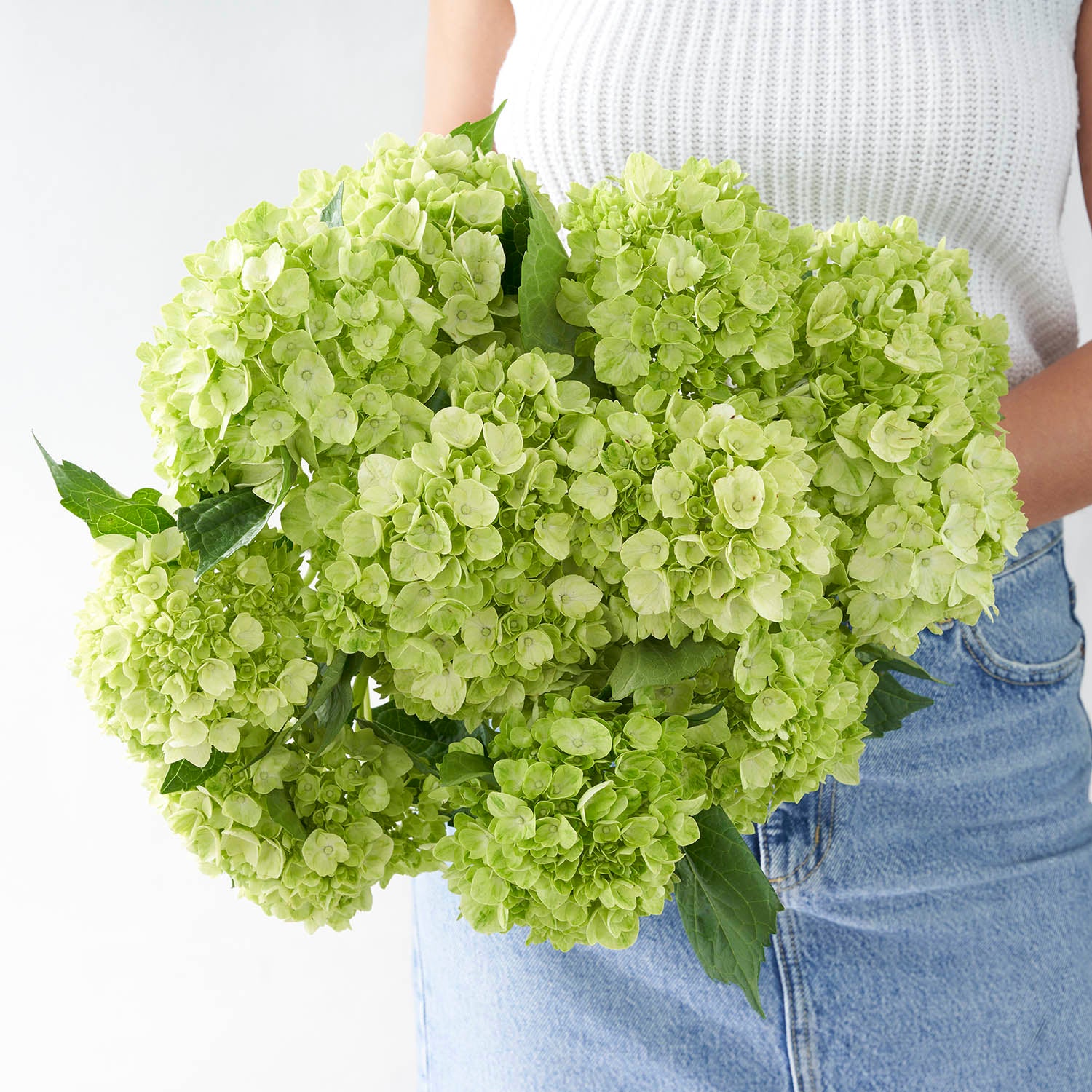 Woman in white shirt and jeans holding large round bouquet of lime green hydrangea.