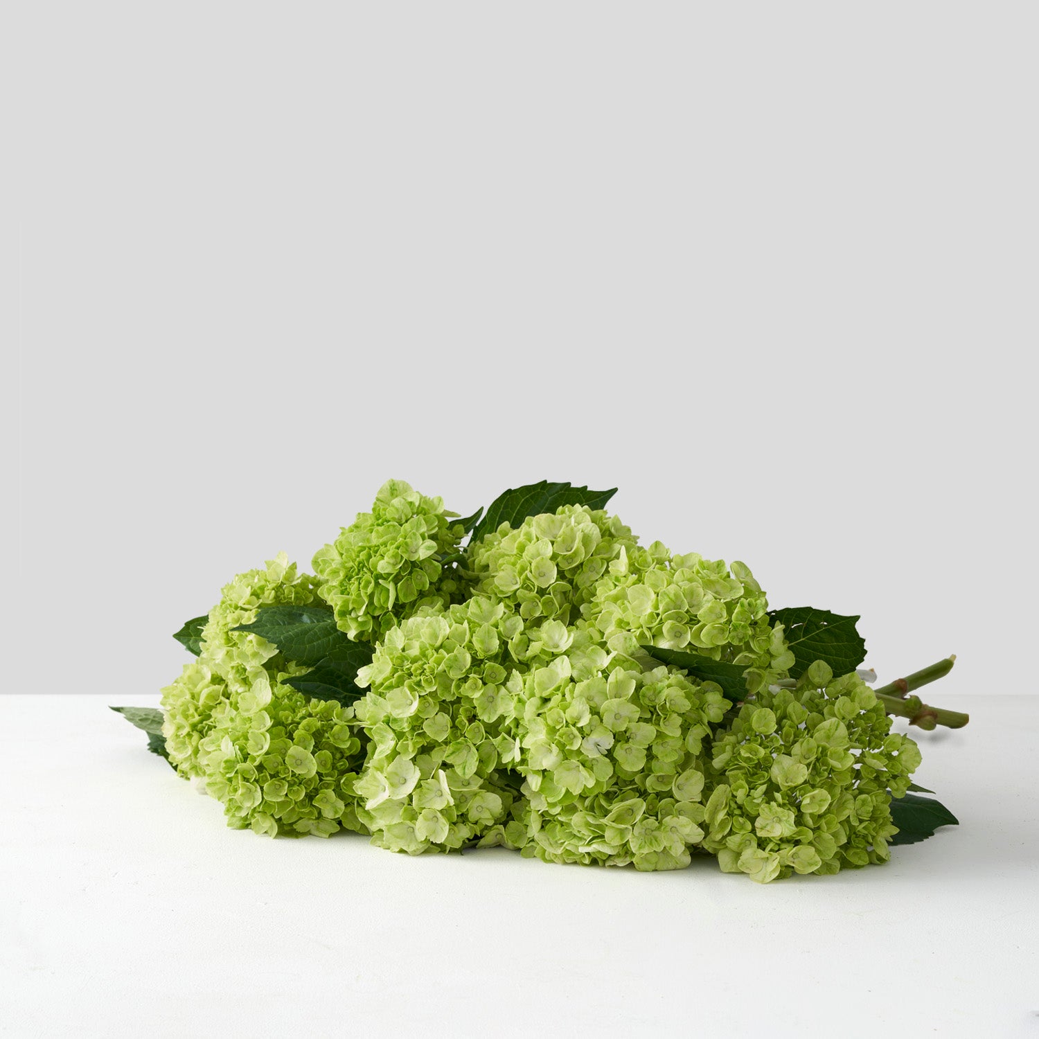 Mini Hortensia Vert
