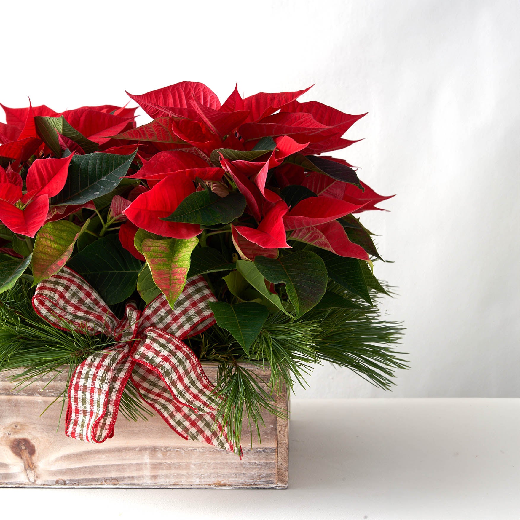 Red poinsettia in a wooden box with pine boughs and a red and green bow.