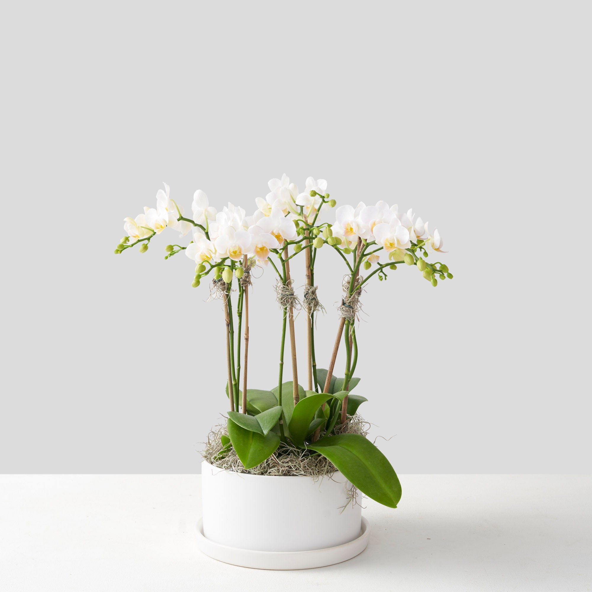 Mini Orchidées Blanches