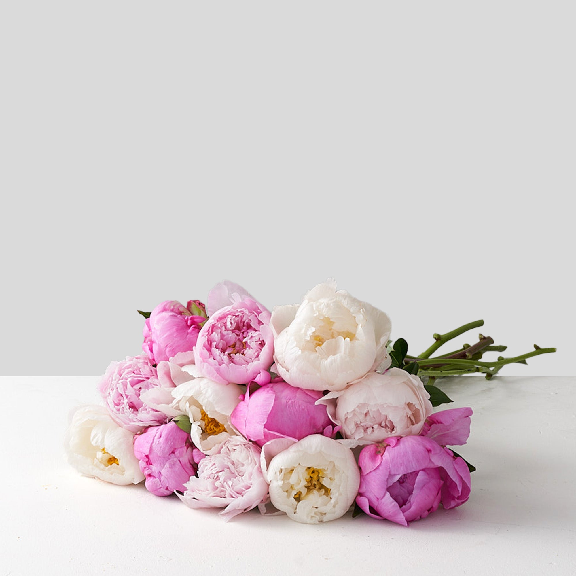 Bouquet of white, pale pink and fuchsia peonies
