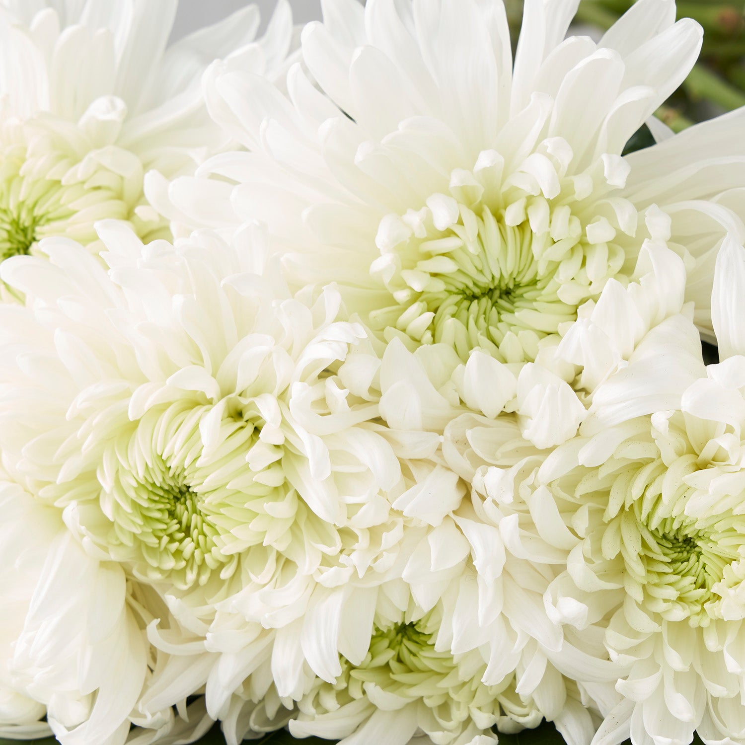 Closeup of white chrysanthemums.