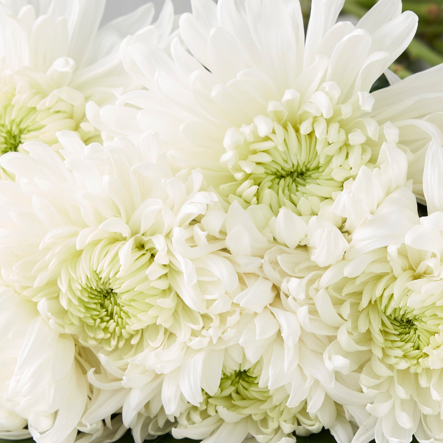 12 Chrysanthèmes blancs