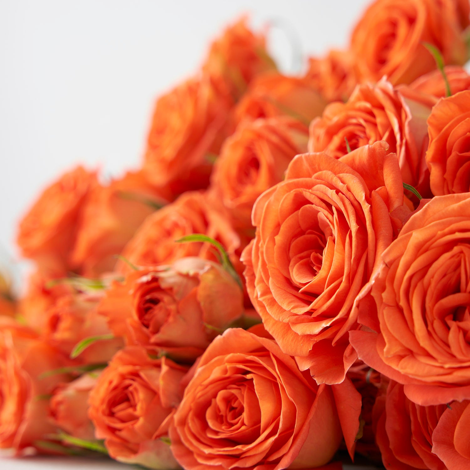 Orange Spray Roses