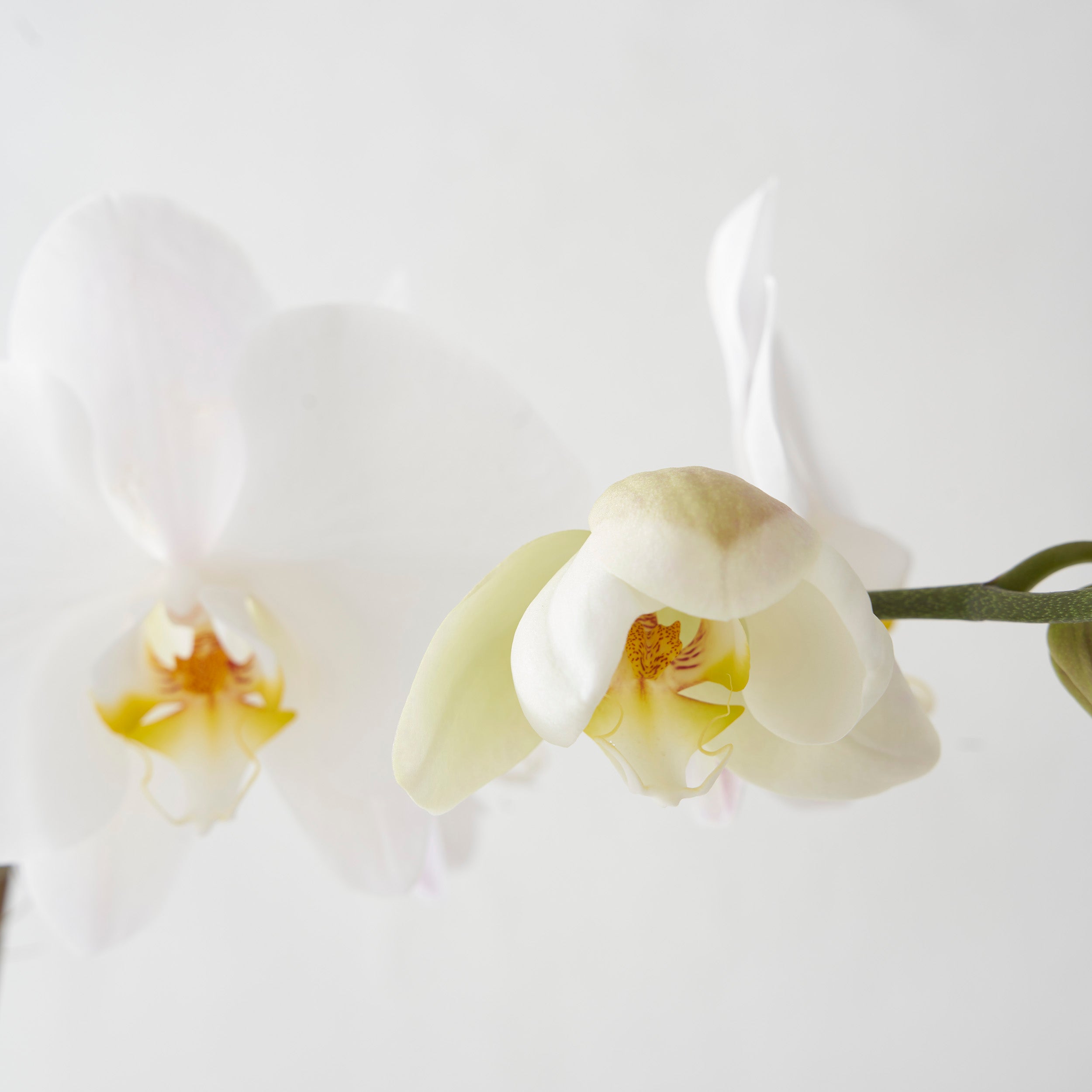 Closeup of white phalaenopsis orchid flower on white background.
