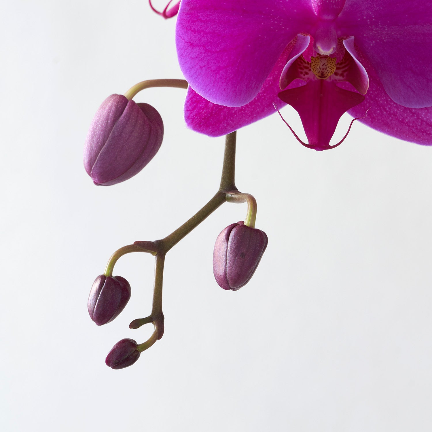 Closeup of fuchsia pink phalaenopsis orchid buds and flower on white background.