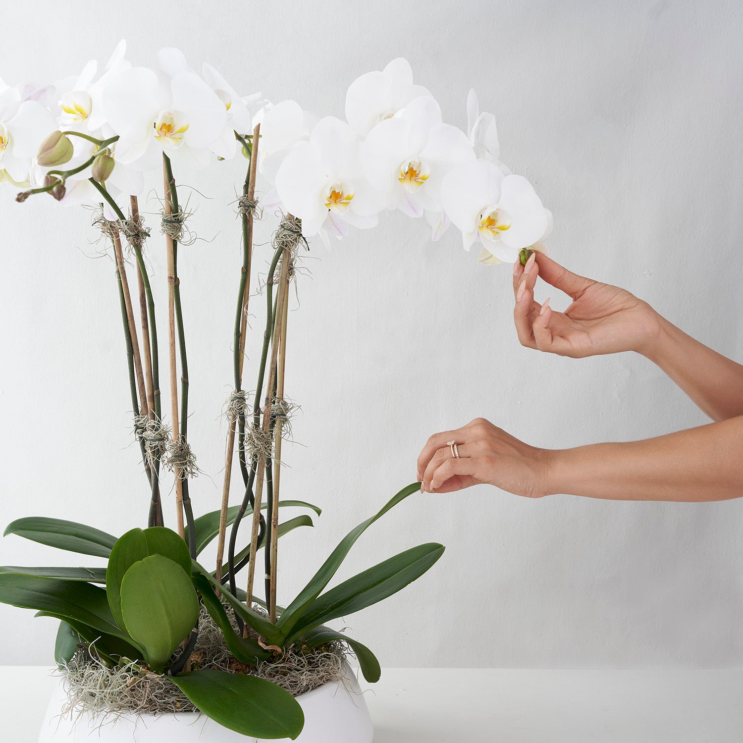 A set of hands touching arrangement of several white phalaenopsis orchid plants in white conatainer on white background.
