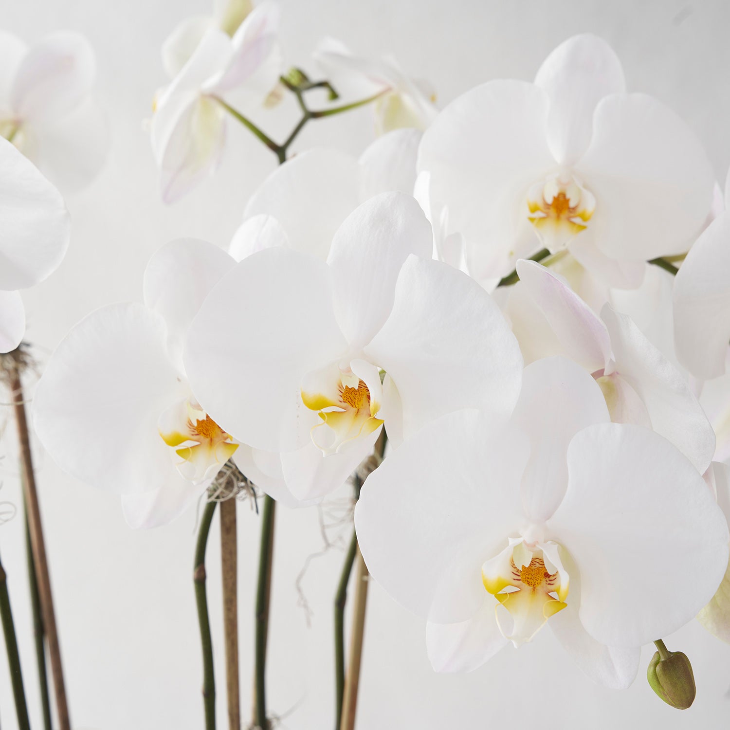 Closeup of white phalaenopsis orchid flowers on white background.