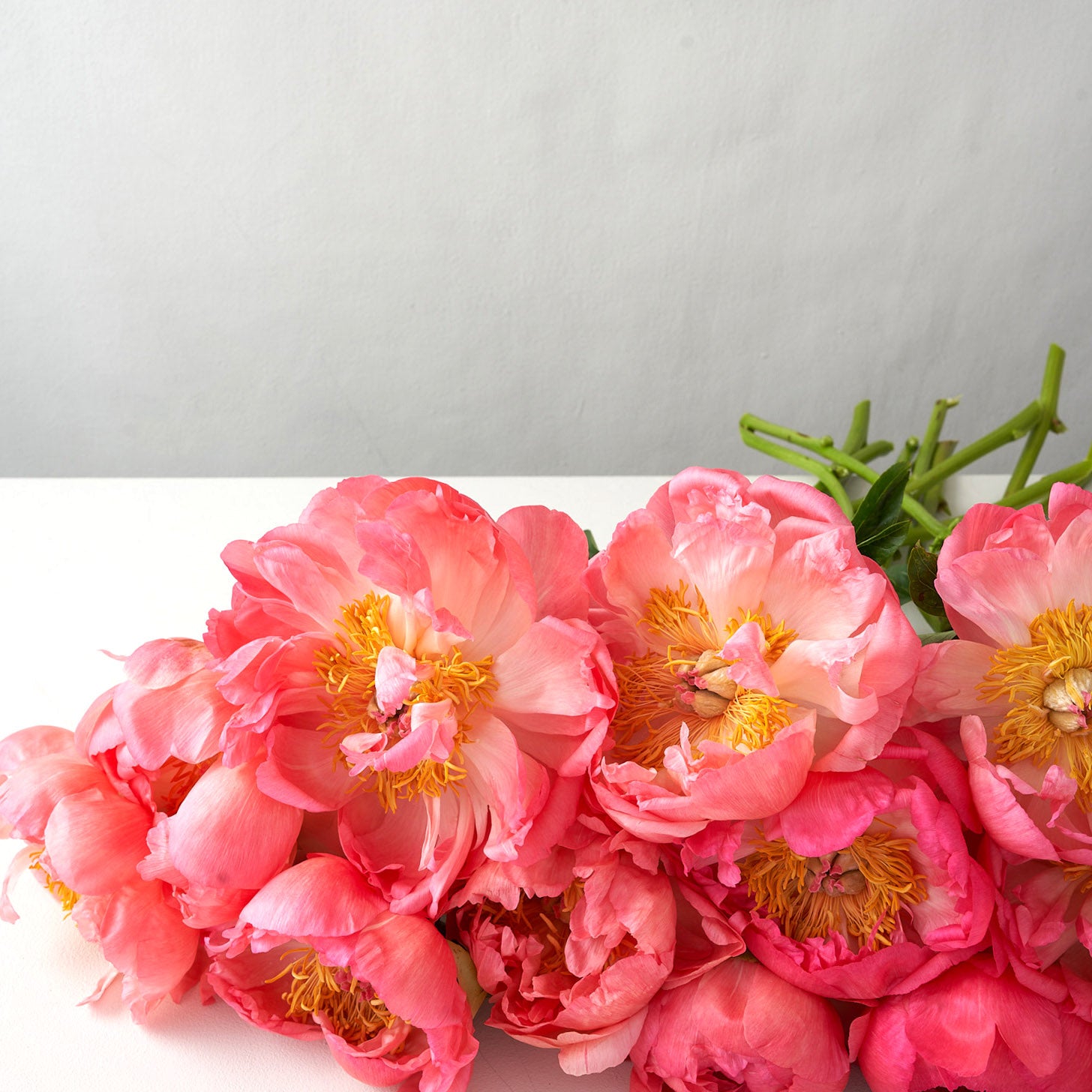 Close up of coral sunset peonies