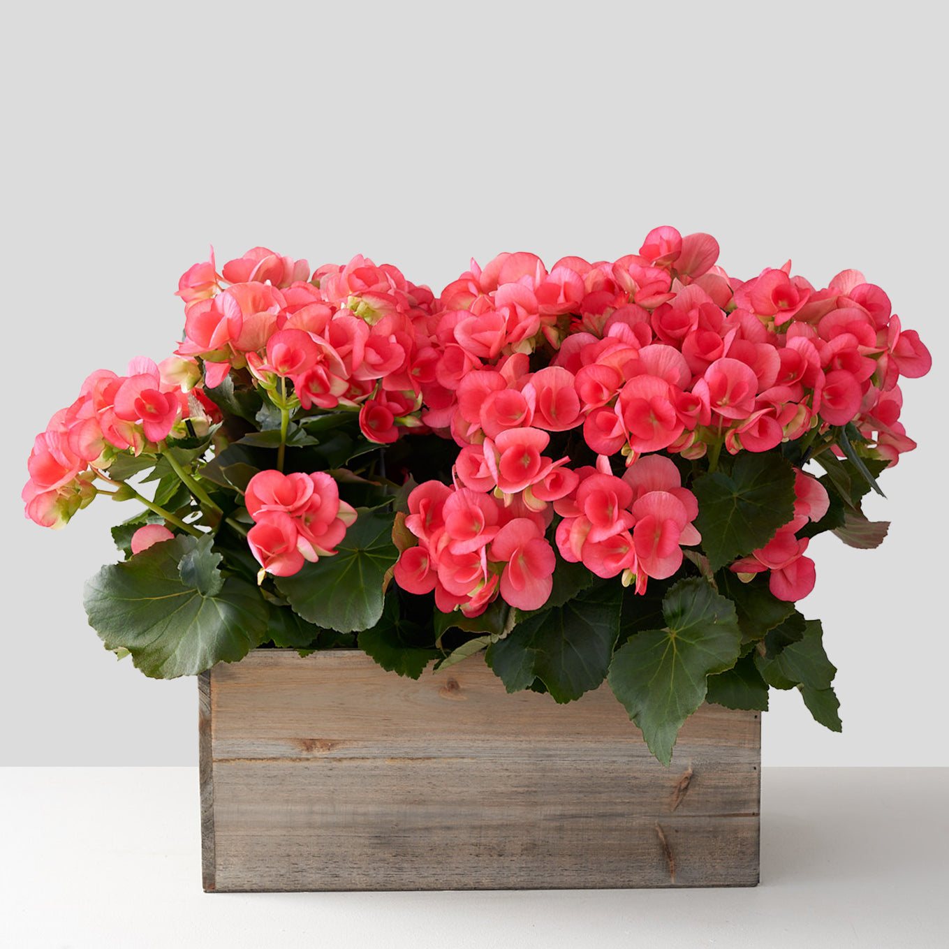 Wooden planter box containing white begonia on a white table