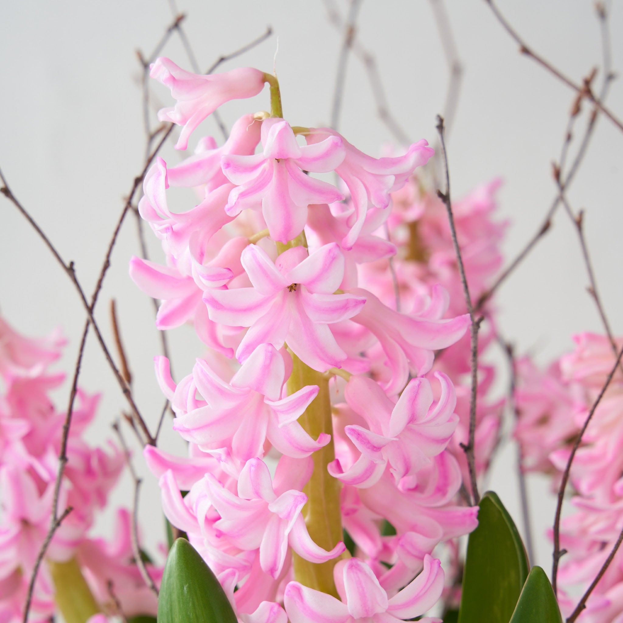 Close up view of the pale pink flowers surrounded by birch twigs